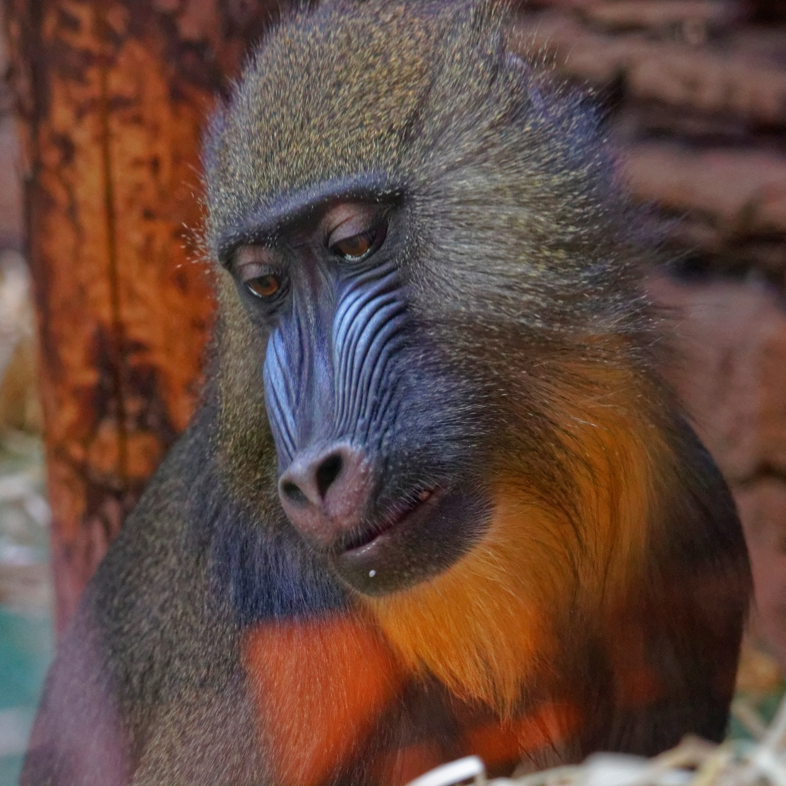 МОСКОВСКИЙ ЗООПАРК. Фотограф Владимир Роля