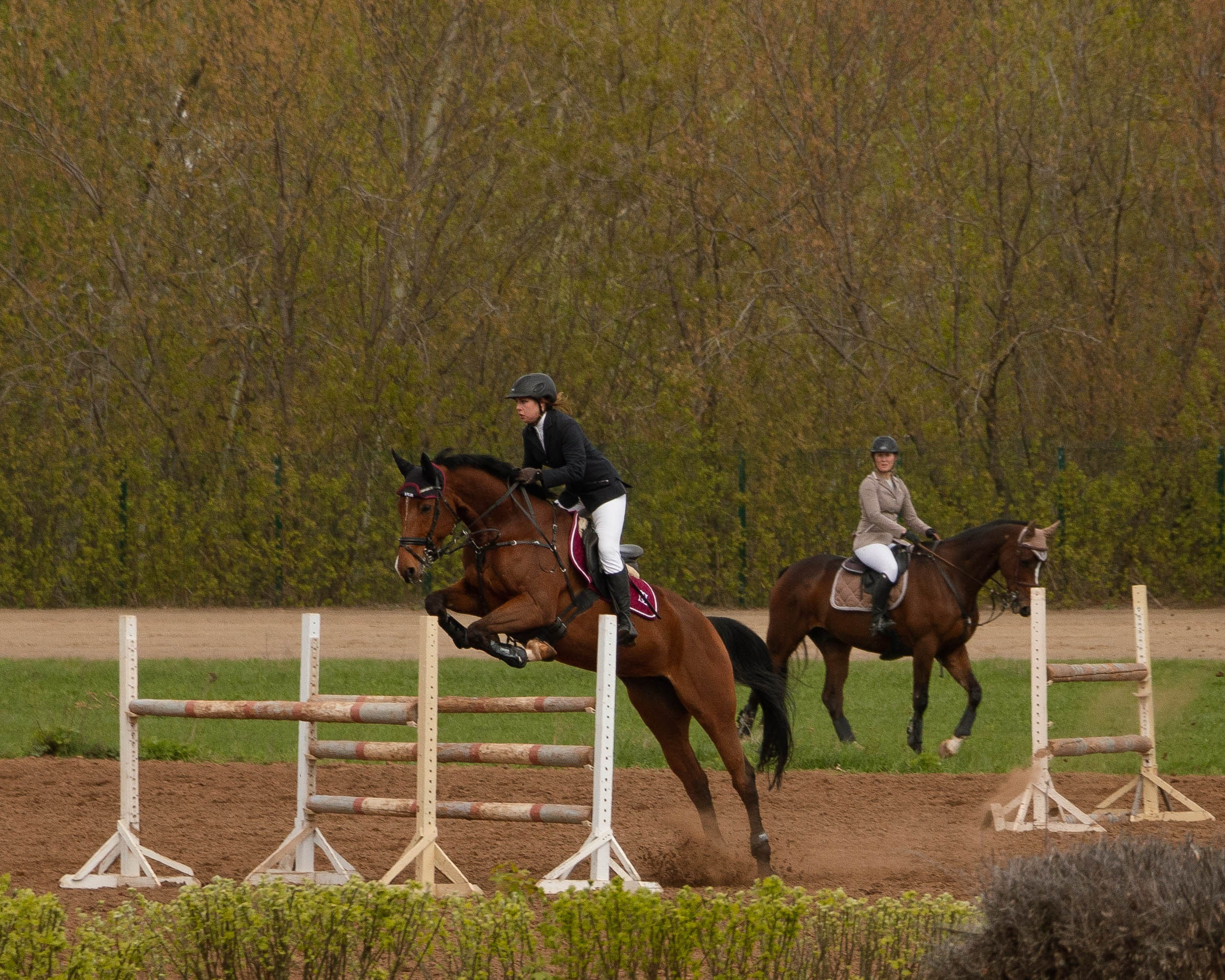 Конкур. Лошадь с наездником перепрыгивает через препятствие