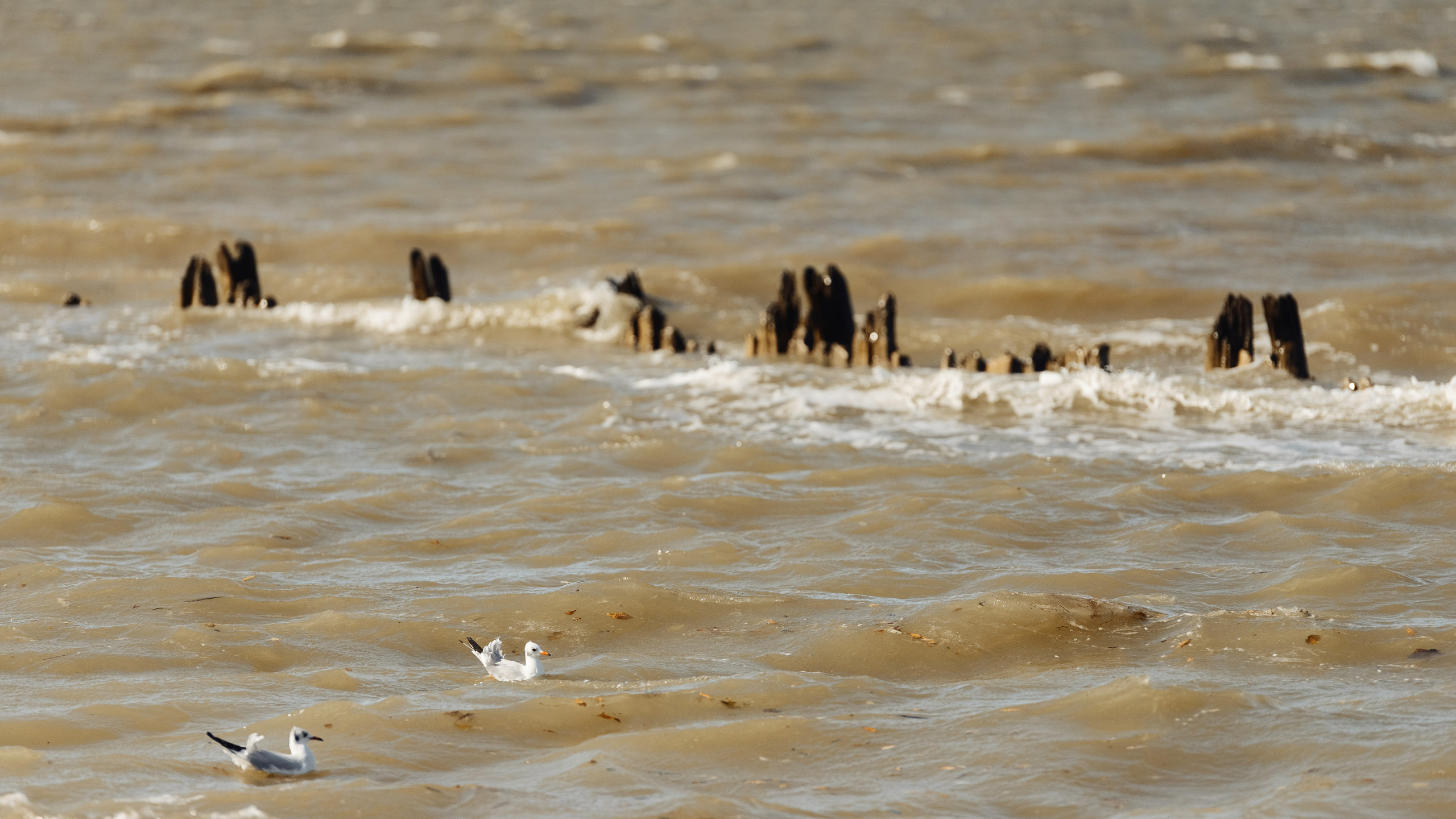 Кирилл и Василина. Семейный и свадебный фотограф в Краснодаре Максим Ершов
