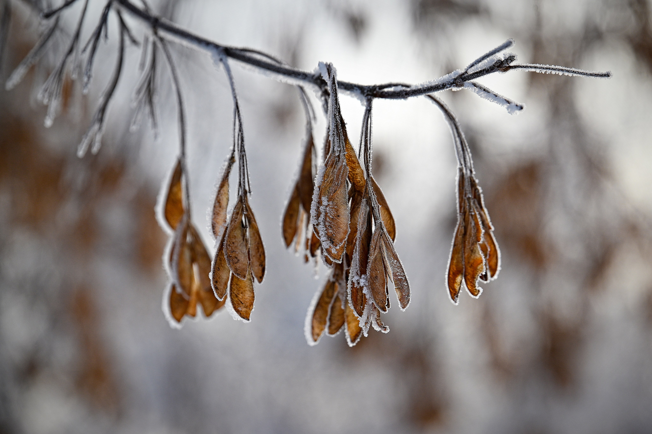 Сибирская зима прекрасна!. FotoGraf