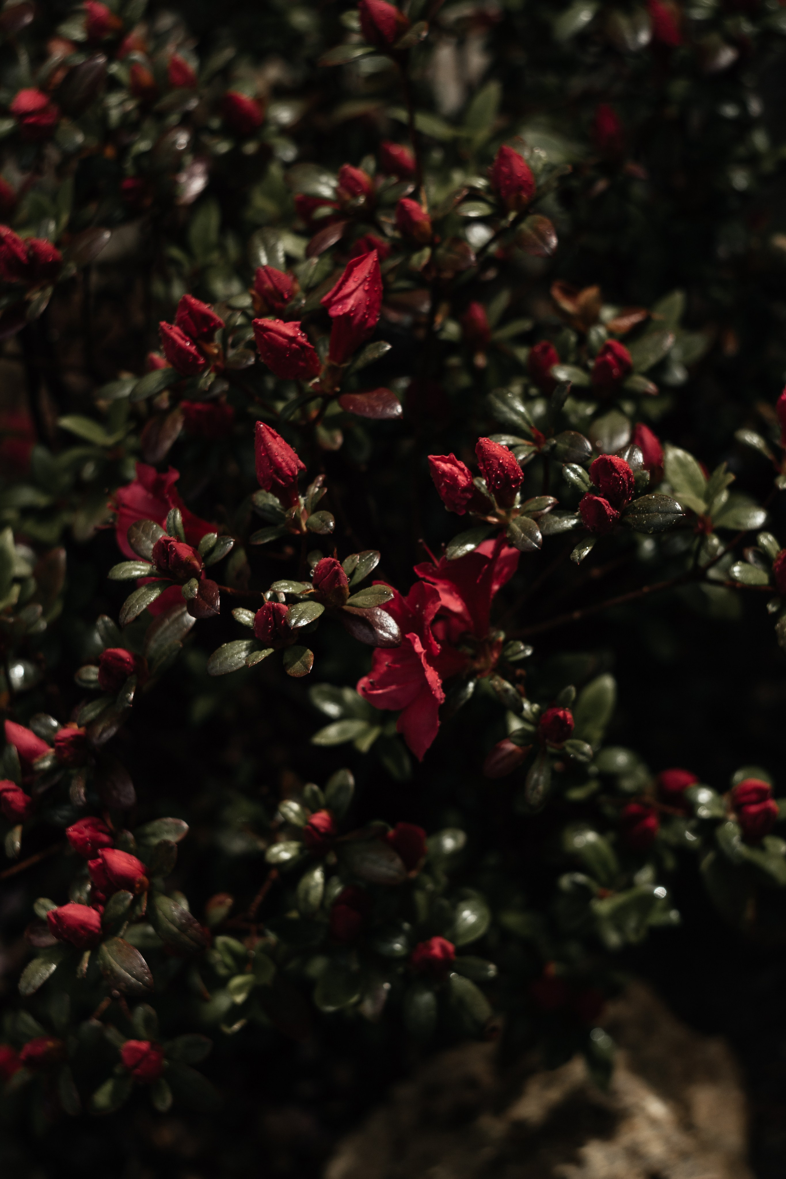 Helios. Photographer Mary Matveenko