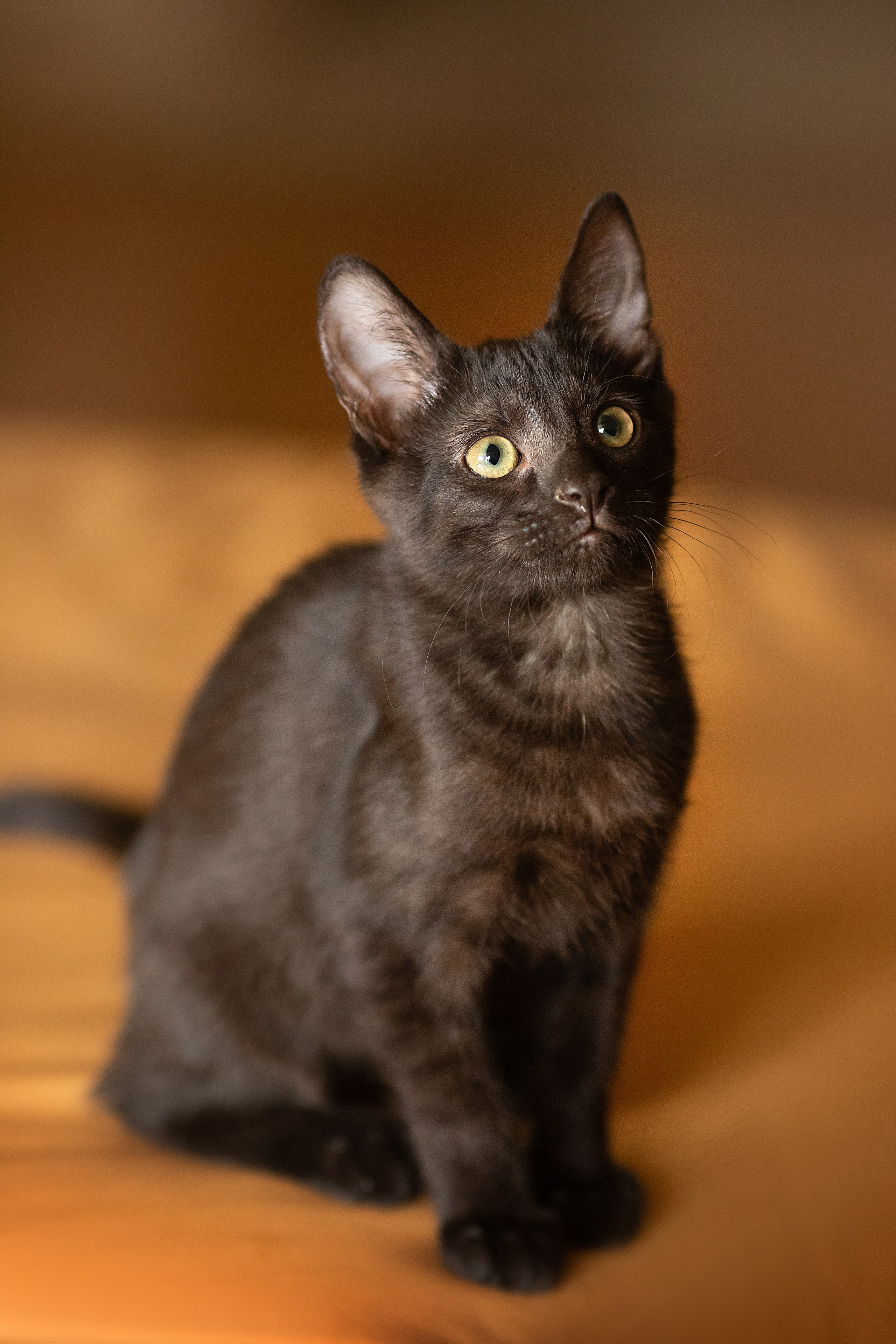 Котята в добрые руки. Арт фотограф в Минске Анастасия Корбут