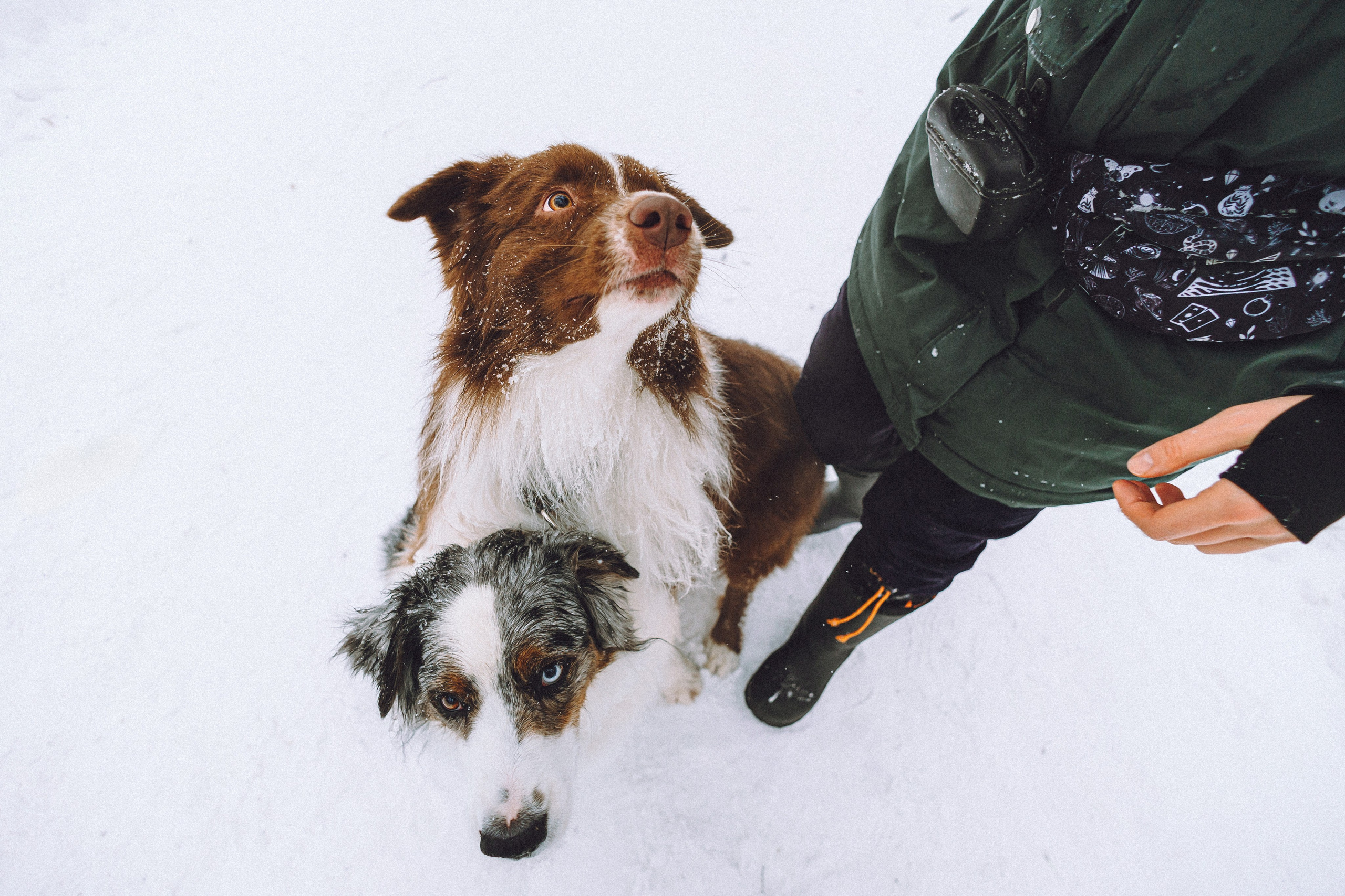 Лена, Принц и Фенек