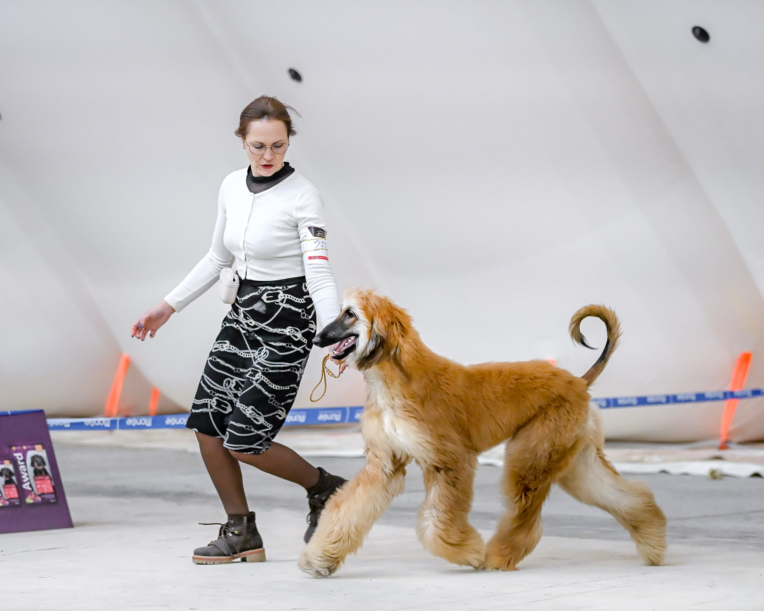 18.02.25 Содружество и Сириус. Галерея фотографий афганской борзой