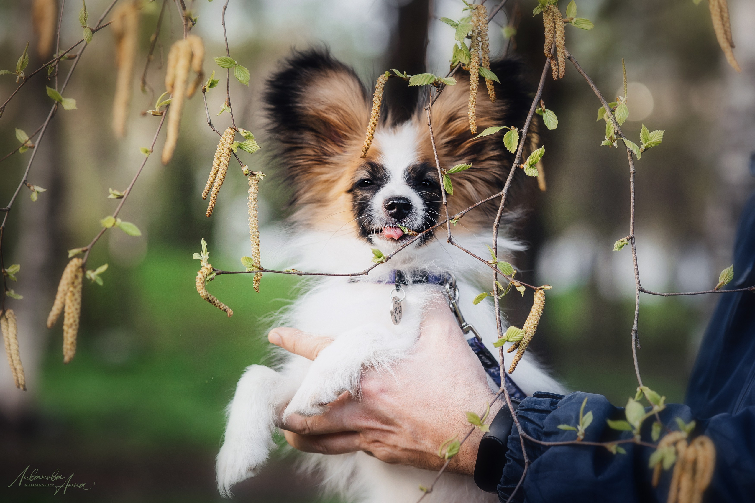 Хьюстон. Фотограф анималист Аня Ливанова | Рыбинск
