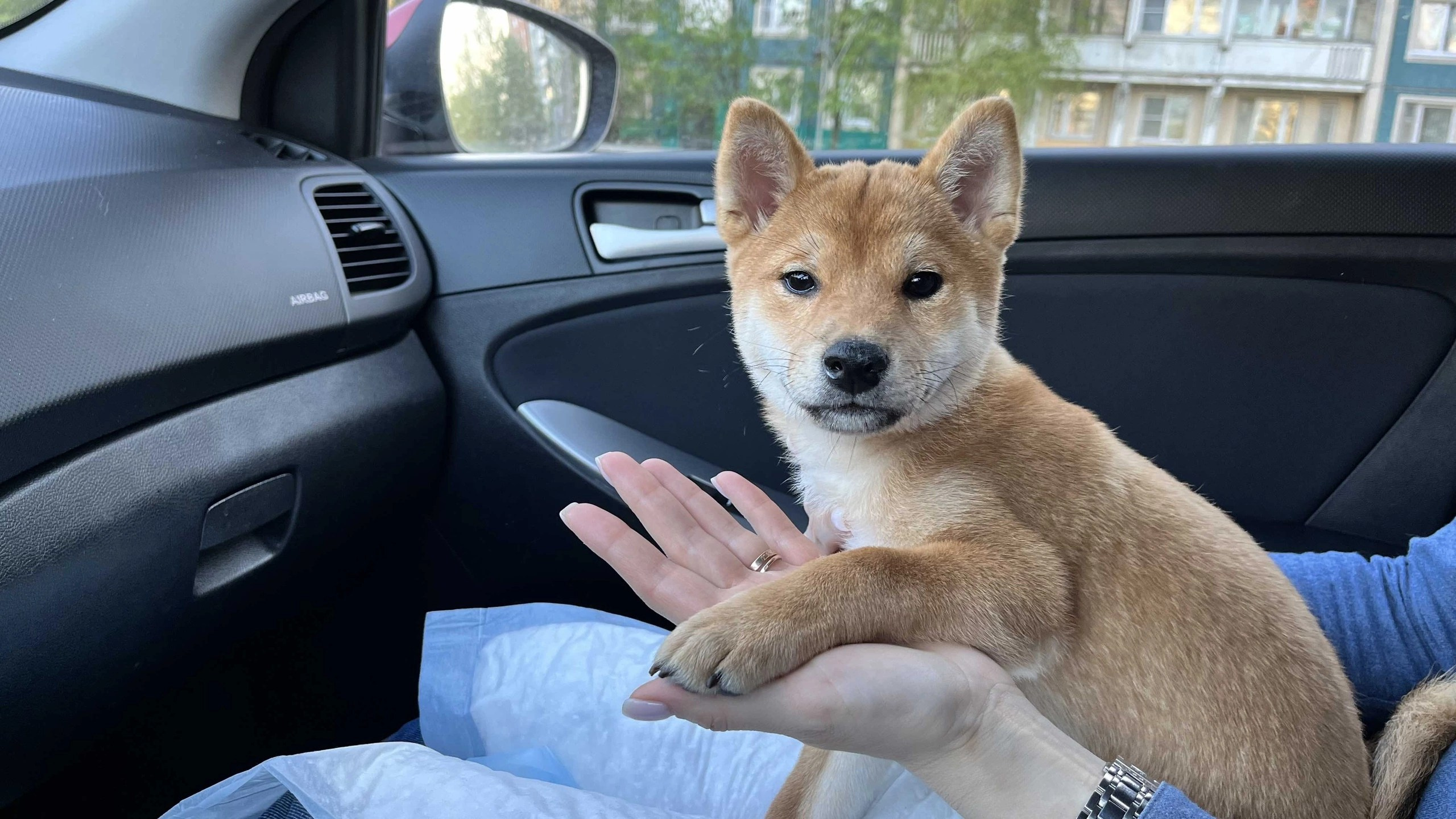 сиба питомник Рубилайт щенки на продажу rubylight  сиба щенки купить