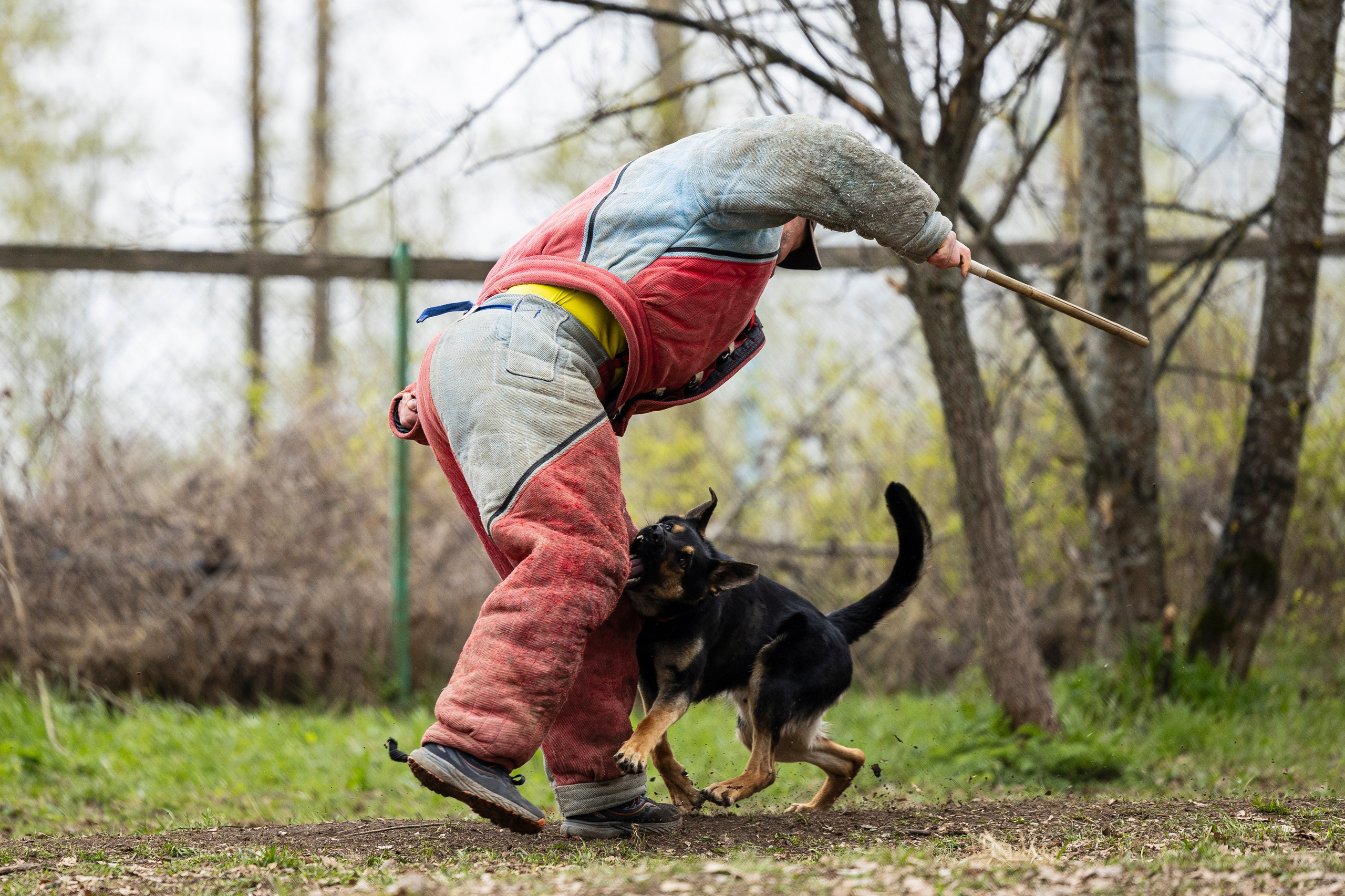Квалификационные состязания по мондьорингу г. Вологда 11.05.24. Фотограф-анималист Анна Маринич