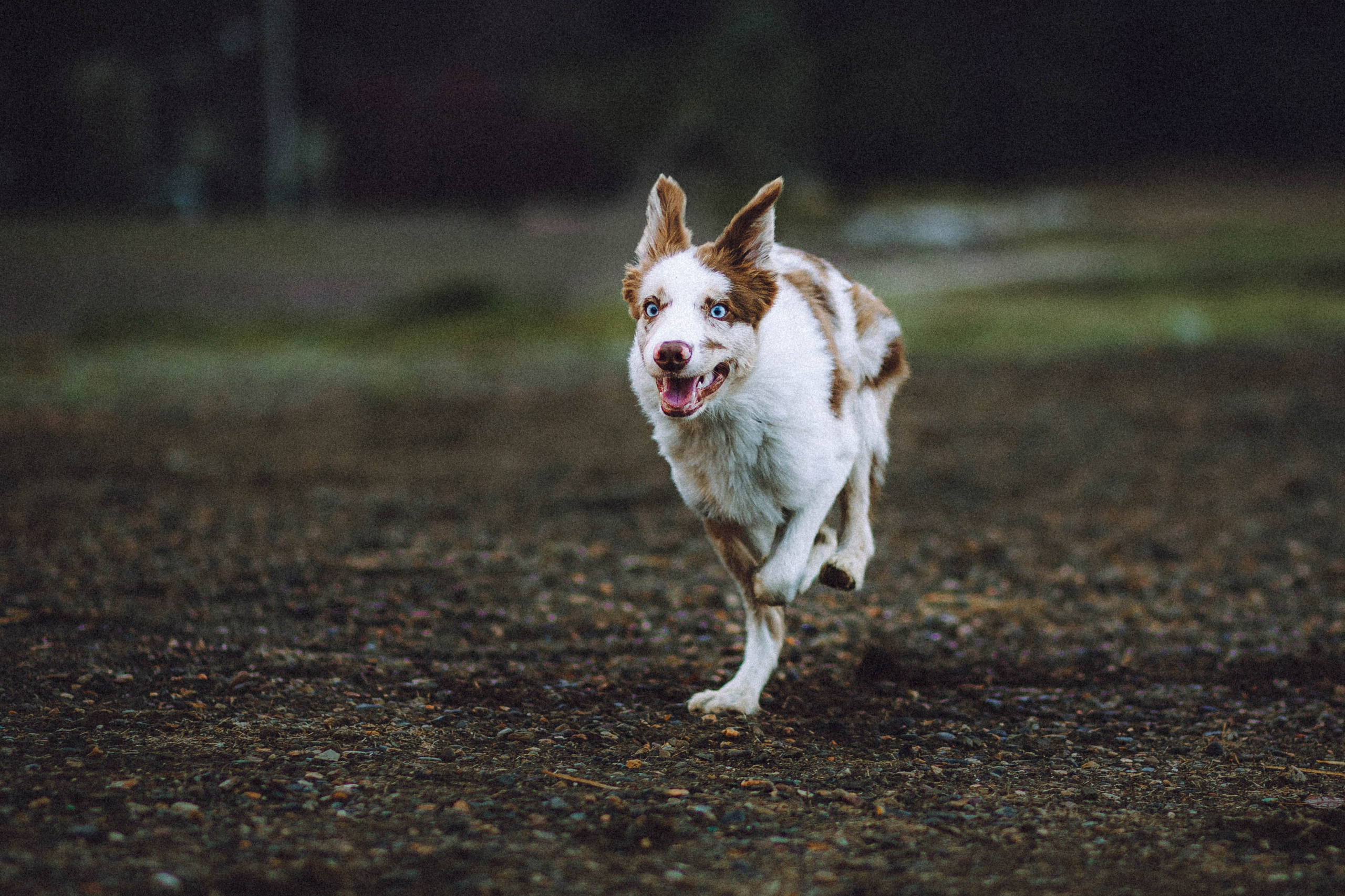 Оля, Саша и Айко