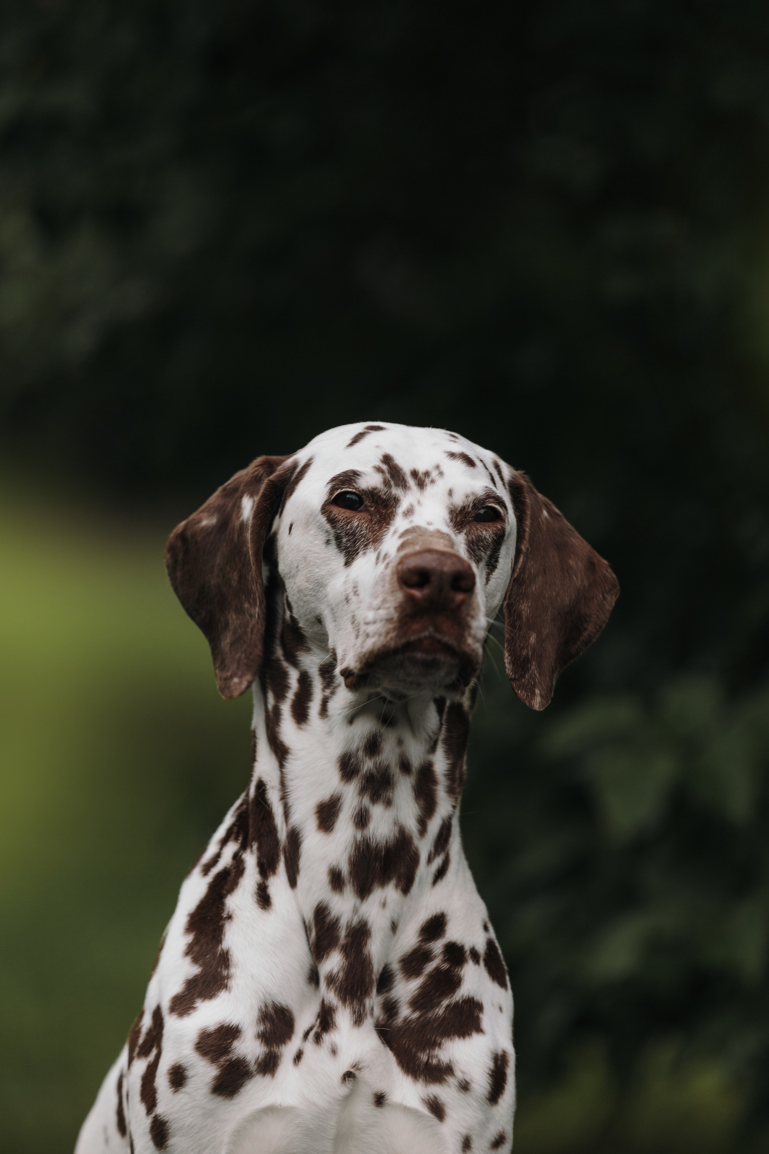 Лили, Уся, Вика и их семья. Фотограф анималист Кристина Карпова, Москва