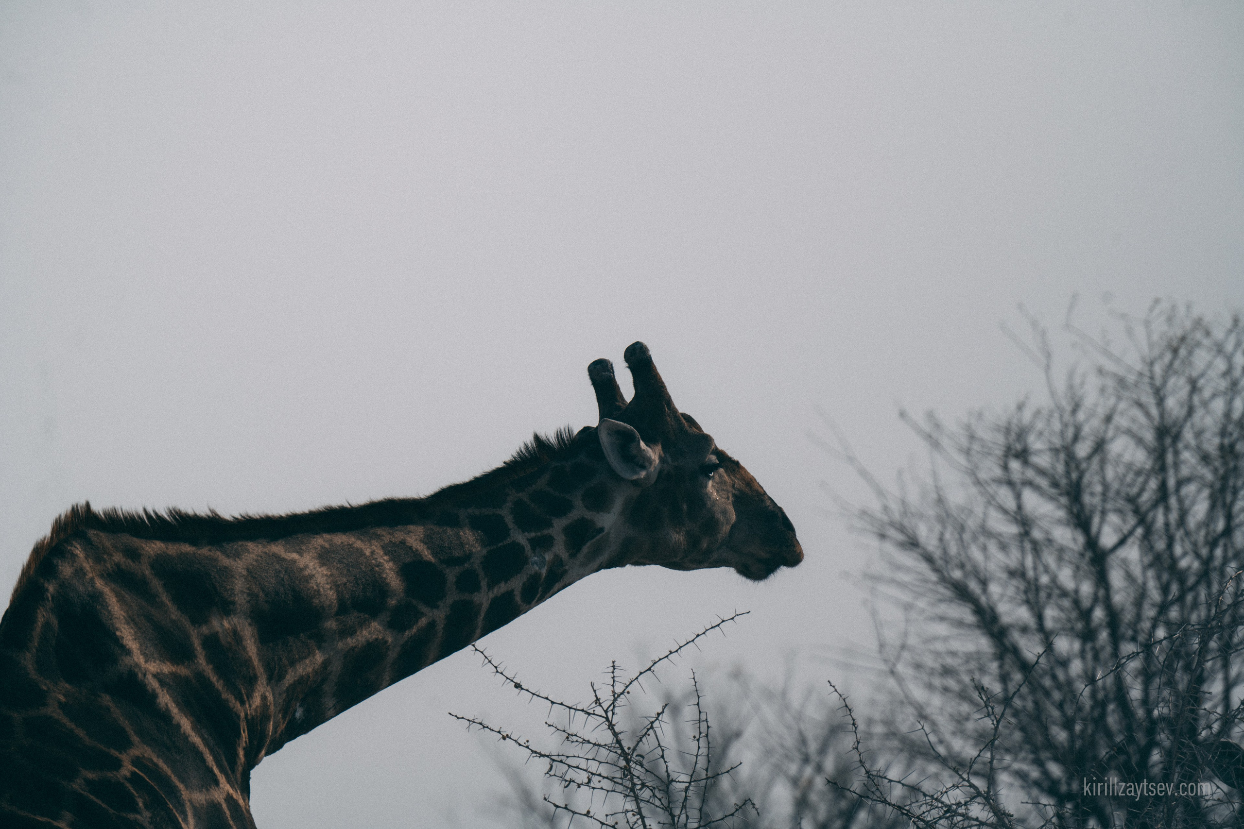 Жизнь. Профессиональный фотограф Кирилл Зайцев