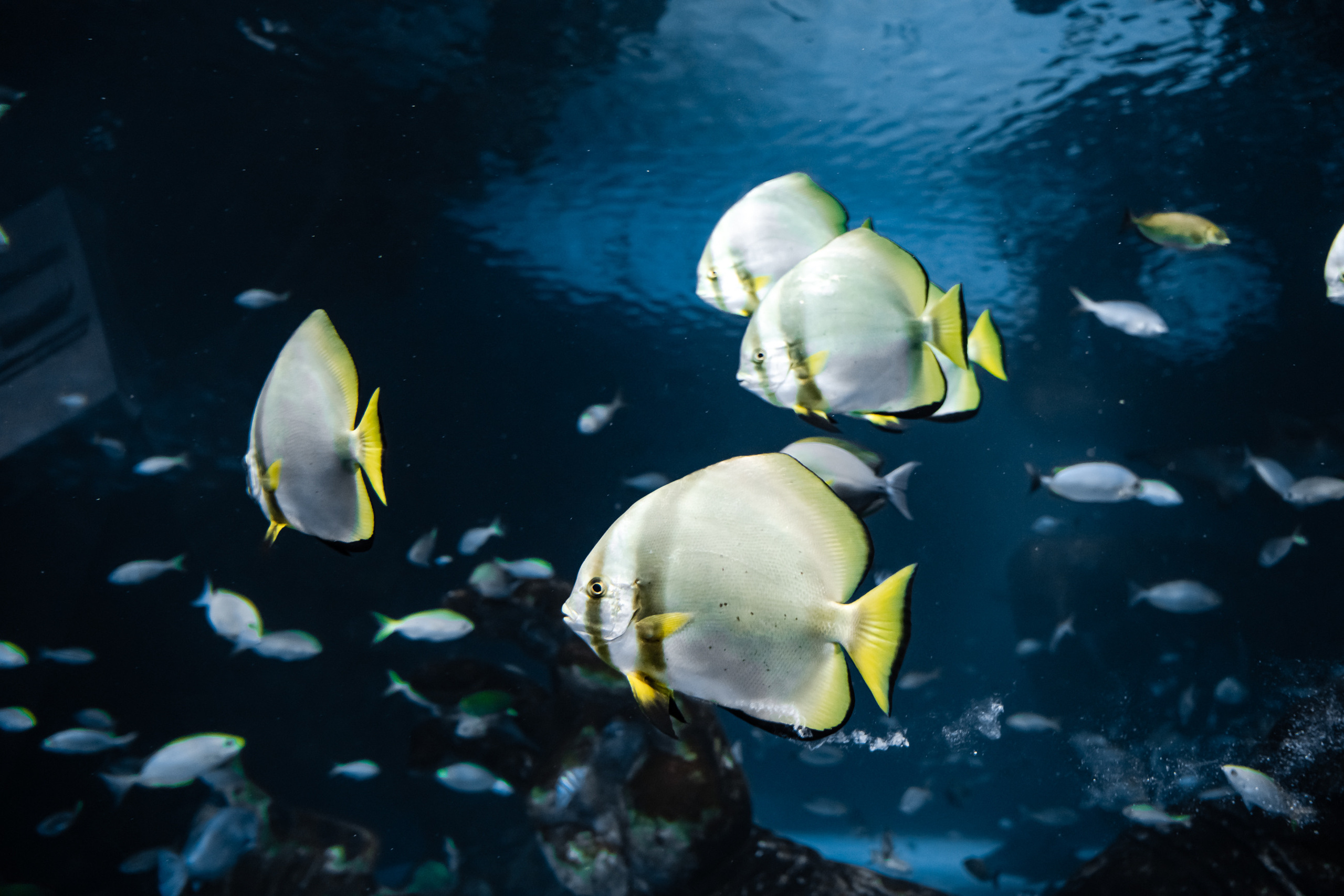 Ресторан SuVaNa. Свадебный и Репортажный фотограф в Москве — Шестак Константин