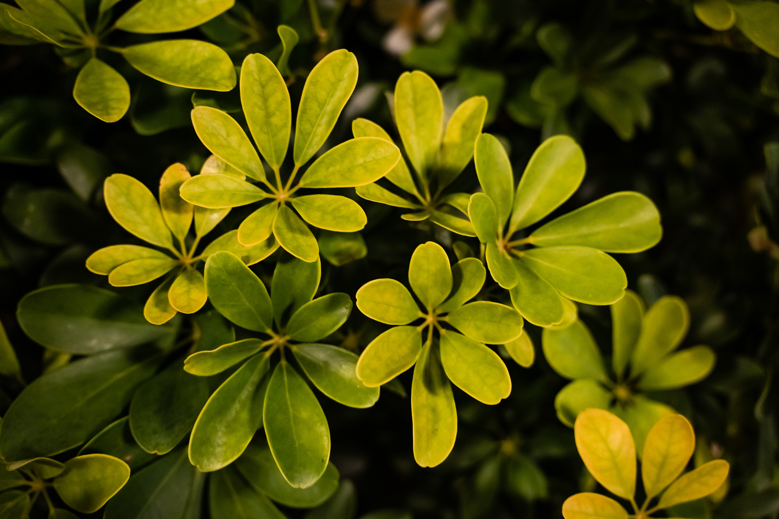 Съёмка для отеля «Namaka». Свадебный и Репортажный фотограф в Москве — Шестак Константин