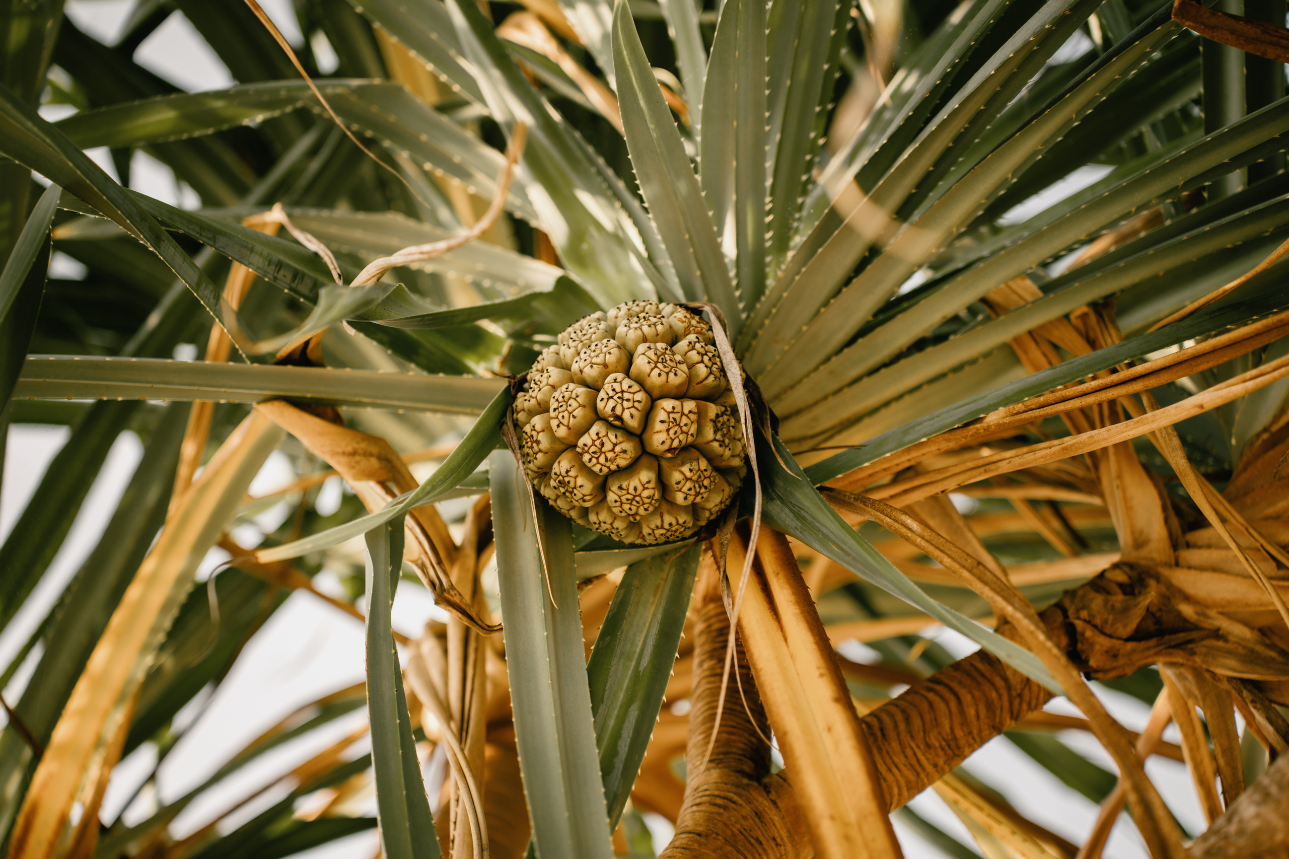 Wedding in Thailand. Свадебный и Репортажный фотограф в Москве — Шестак Константин