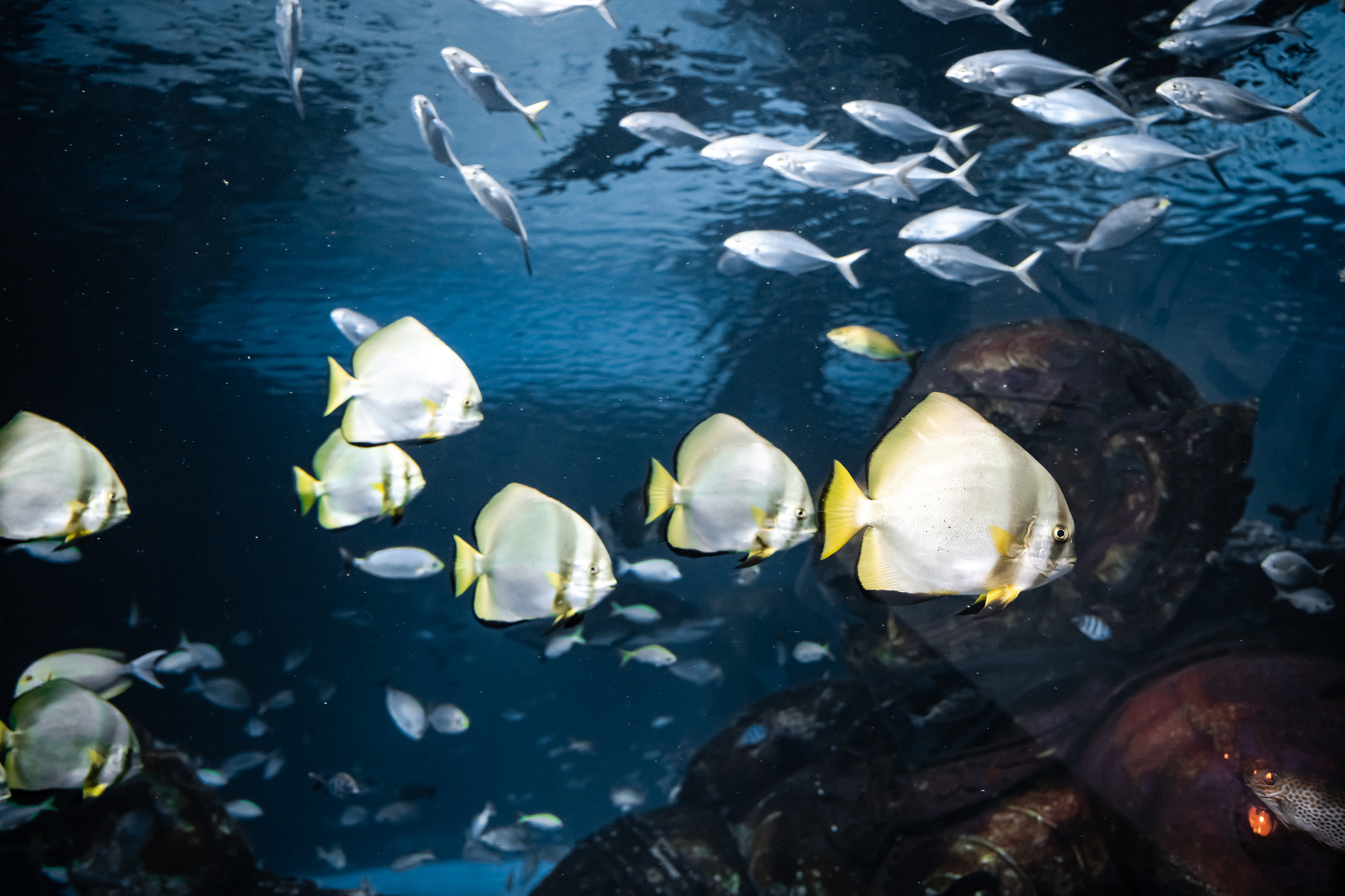 Ресторан SuVaNa. Свадебный и Репортажный фотограф в Москве — Шестак Константин