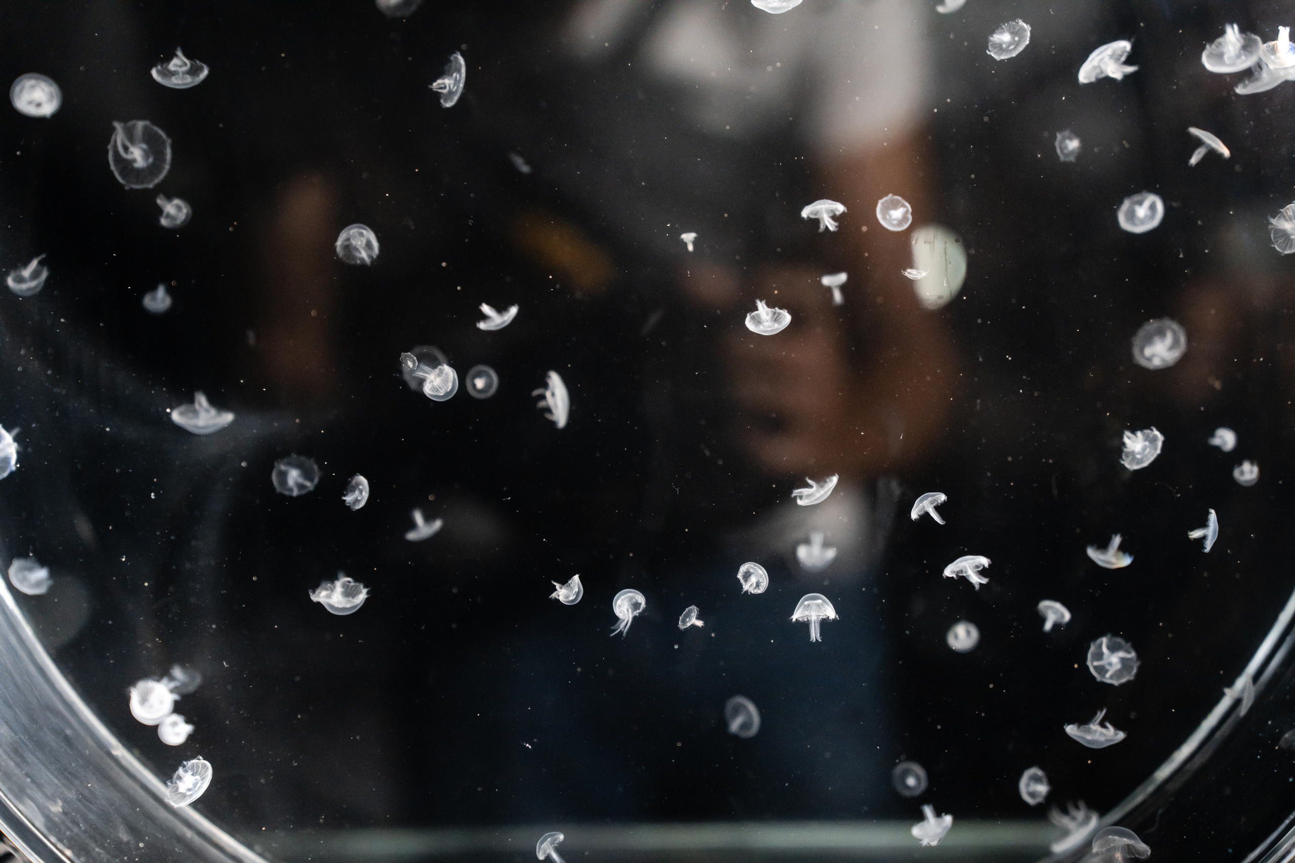 Ресторан SuVaNa. Свадебный и Репортажный фотограф в Москве — Шестак Константин