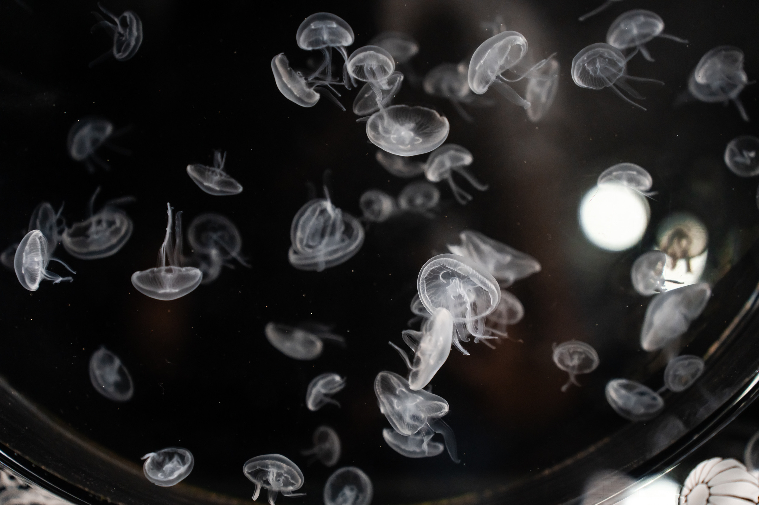 Ресторан SuVaNa. Свадебный и Репортажный фотограф в Москве — Шестак Константин