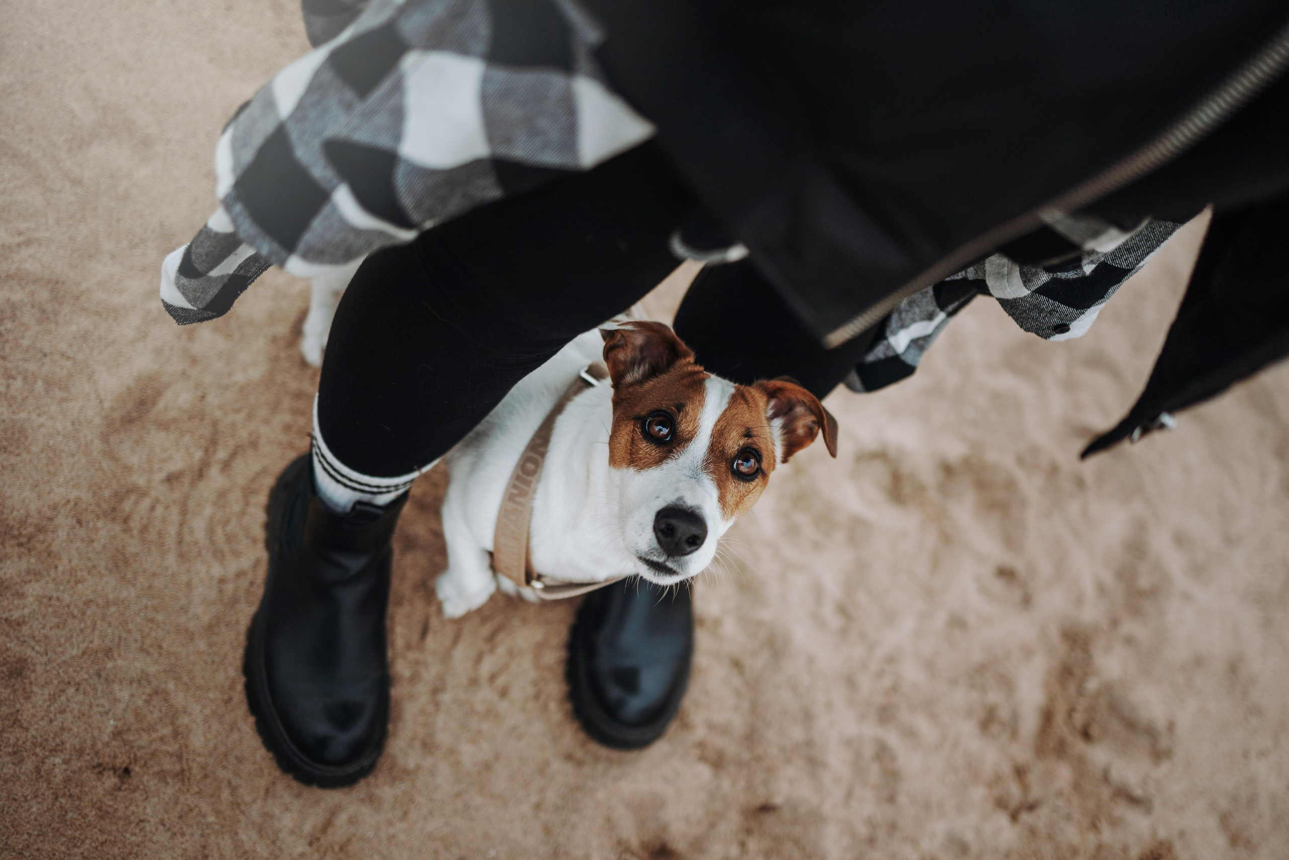 Саша и Джеки. Фотограф — Анималист | Санкт-Петербург