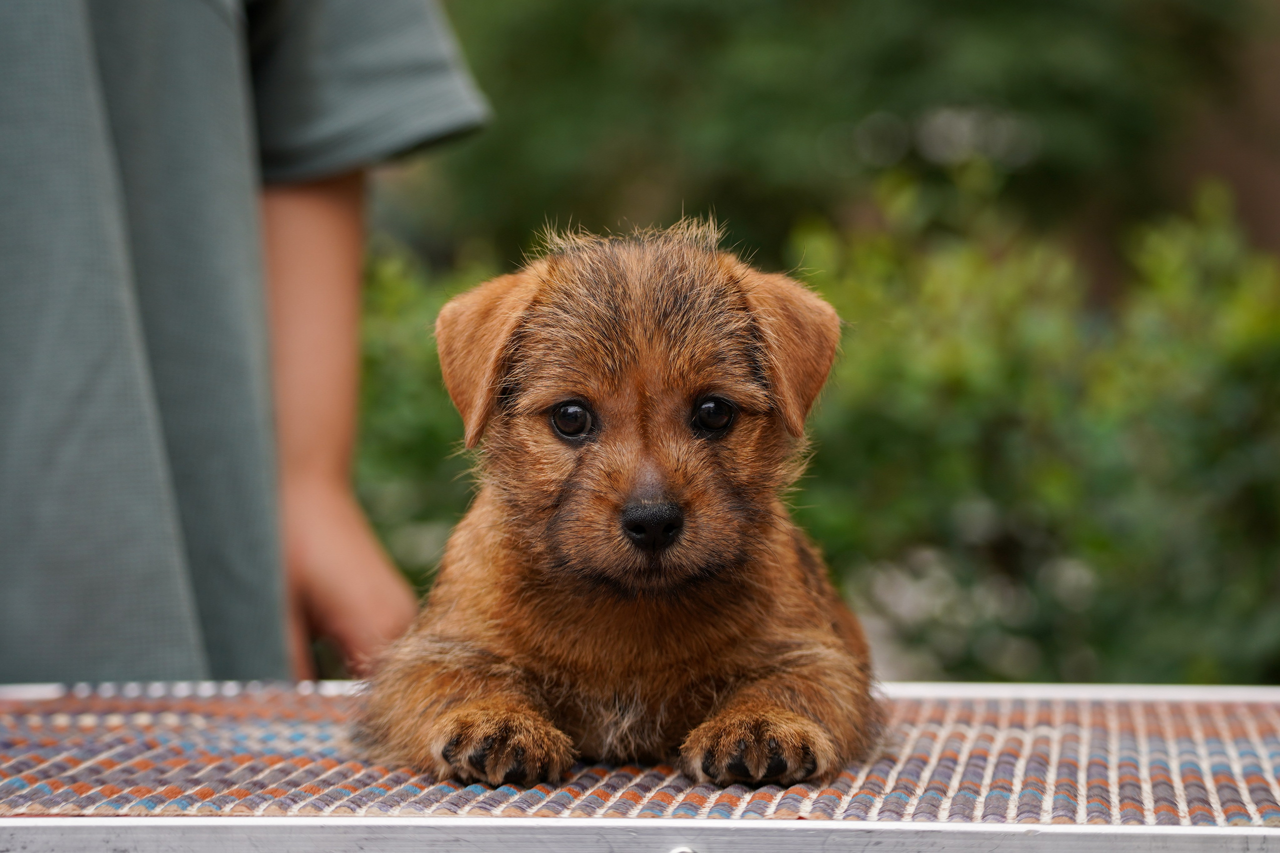 Норфолк-терьер. Фотограф-анималист Анастасия Большакова