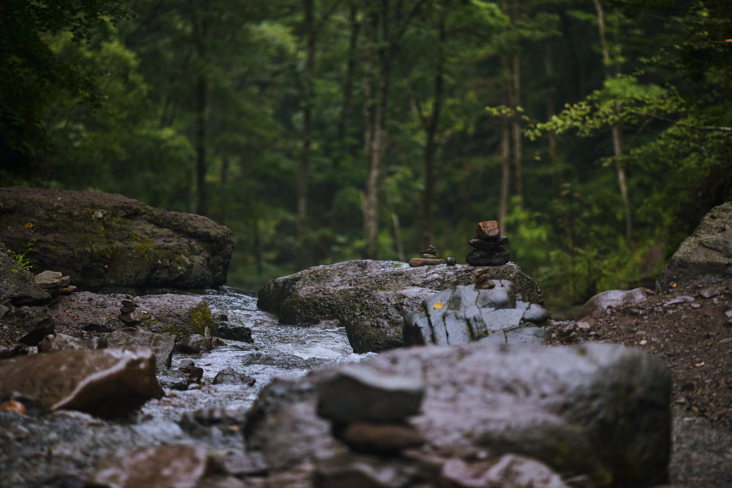 Лес в районе Кравцовского водопада