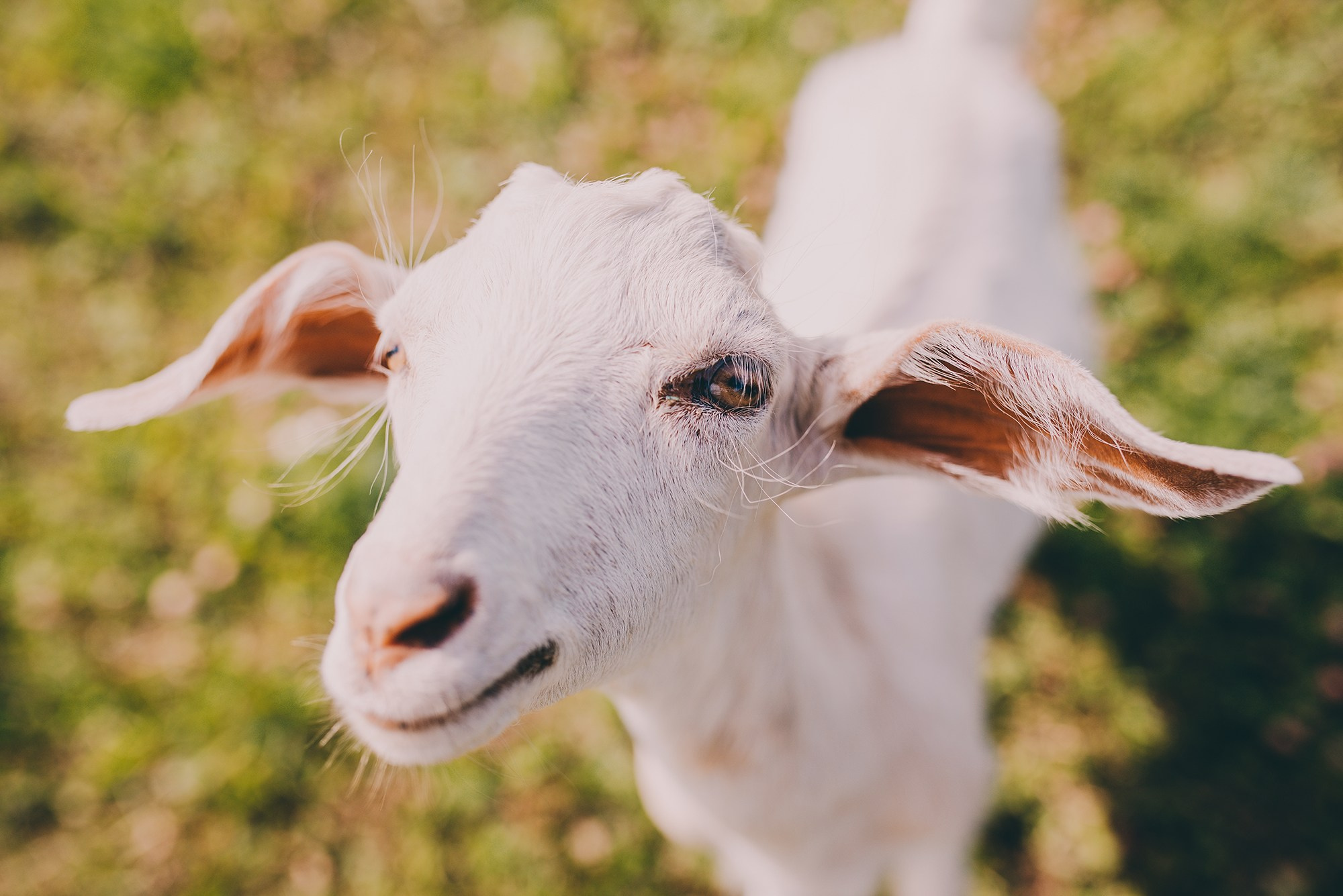 COMMERCIAL. Анна Ульянова