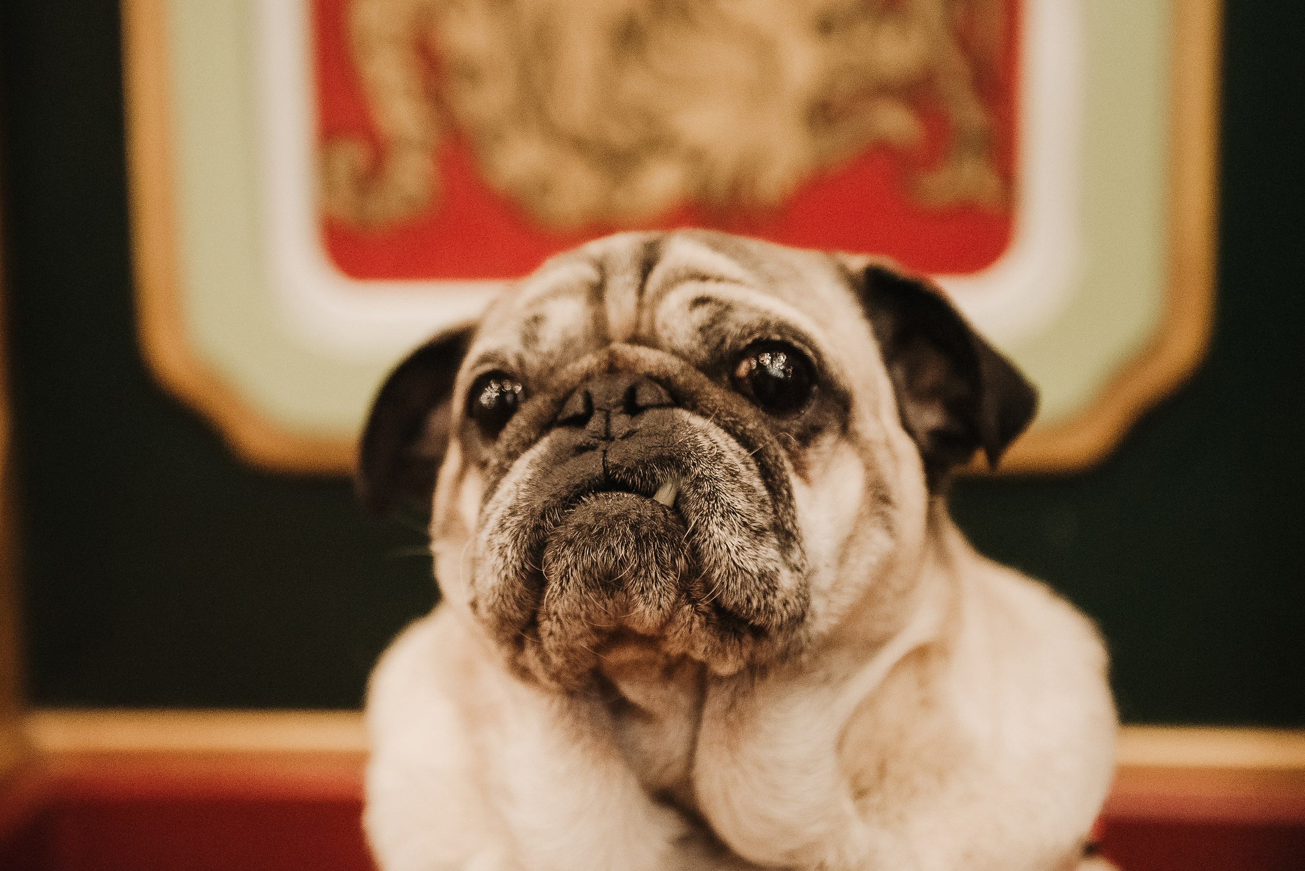 Ольга и Потапум. Прогулка к чайному дому. Семейный Фотограф в Москве Ирина Хохлова