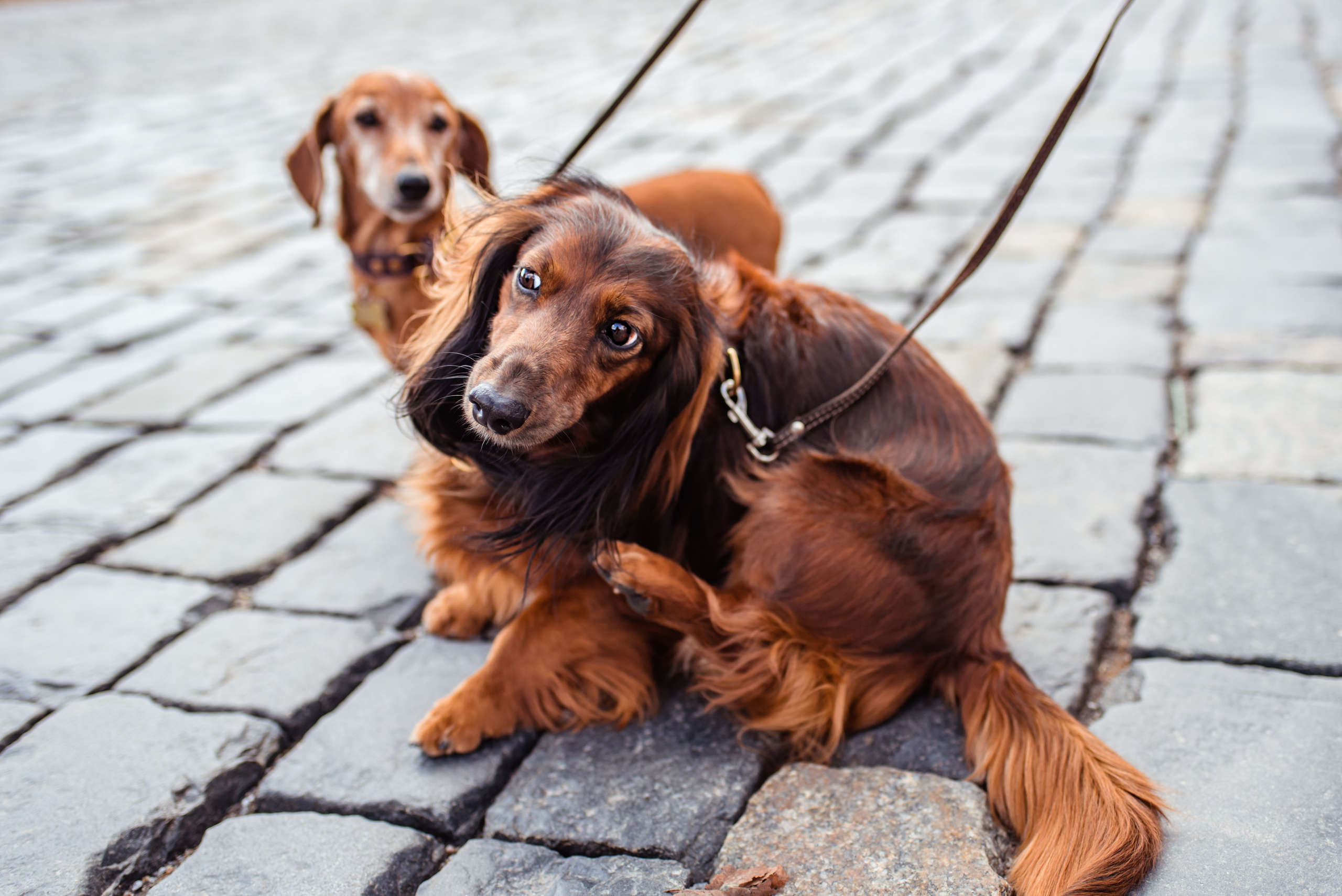 Таксы на Красной площади. Семейный Фотограф в Москве Ирина Хохлова