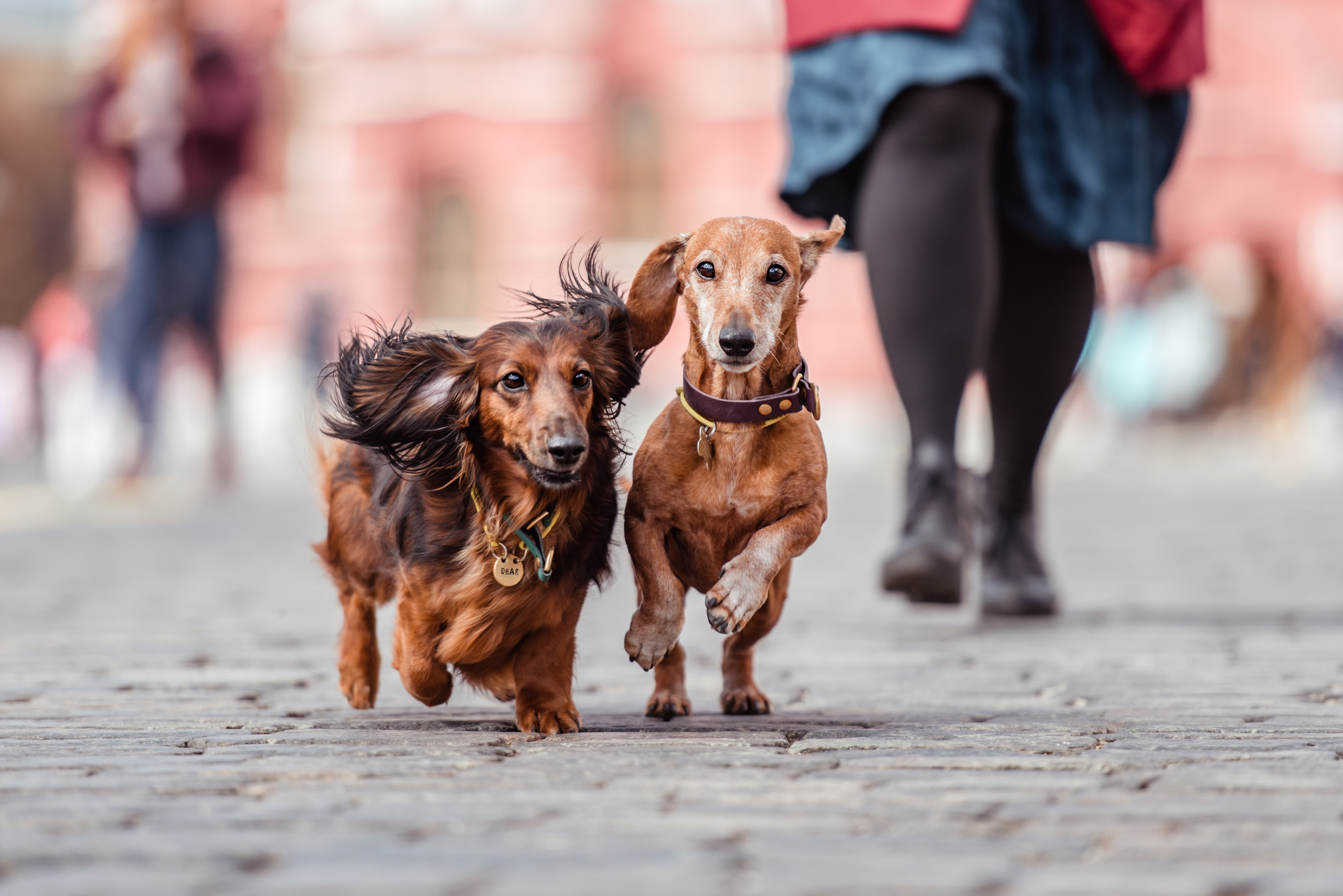 Таксы на Красной площади. Семейный Фотограф в Москве Ирина Хохлова