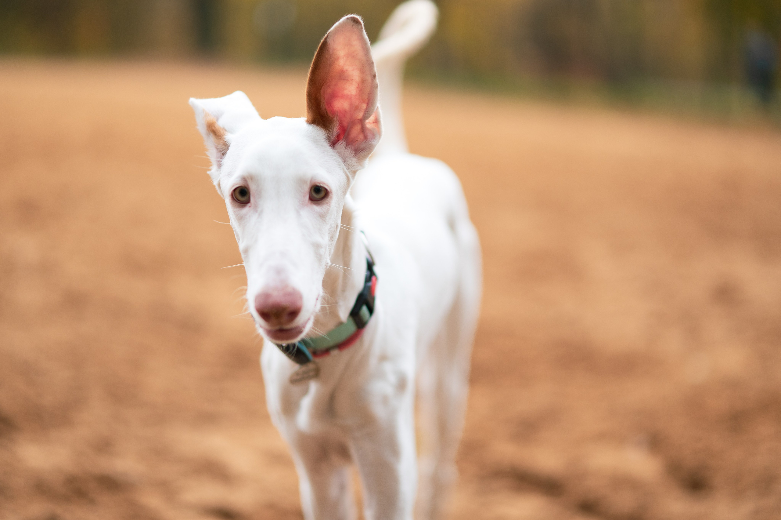 Питомцы. Портретный фотограф в Москве Полина Старцева