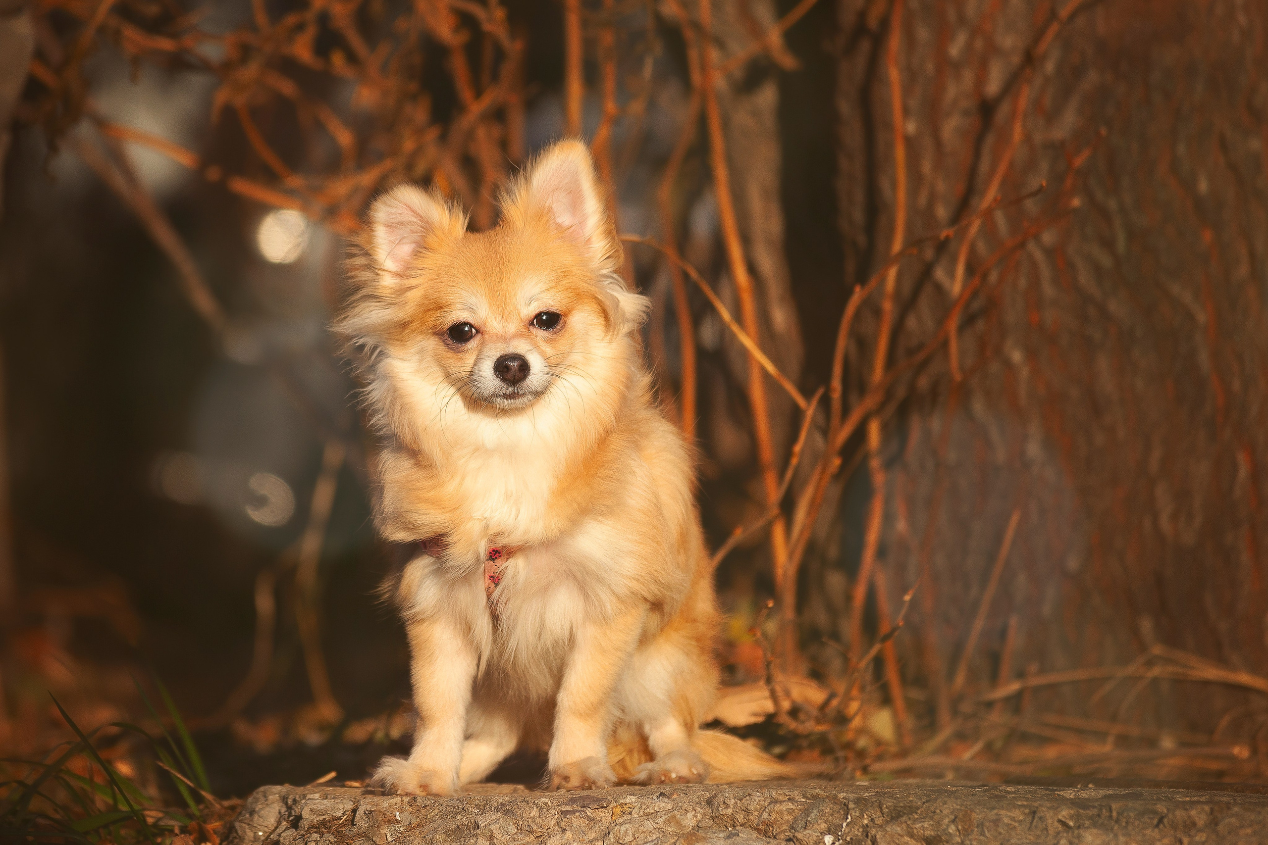 Собаки на улице. Slavilada-Лапки. Свет. Любовь… Профессиональная фотосессия питомцев Для памяти, пристройства и продажи. Хабаровск