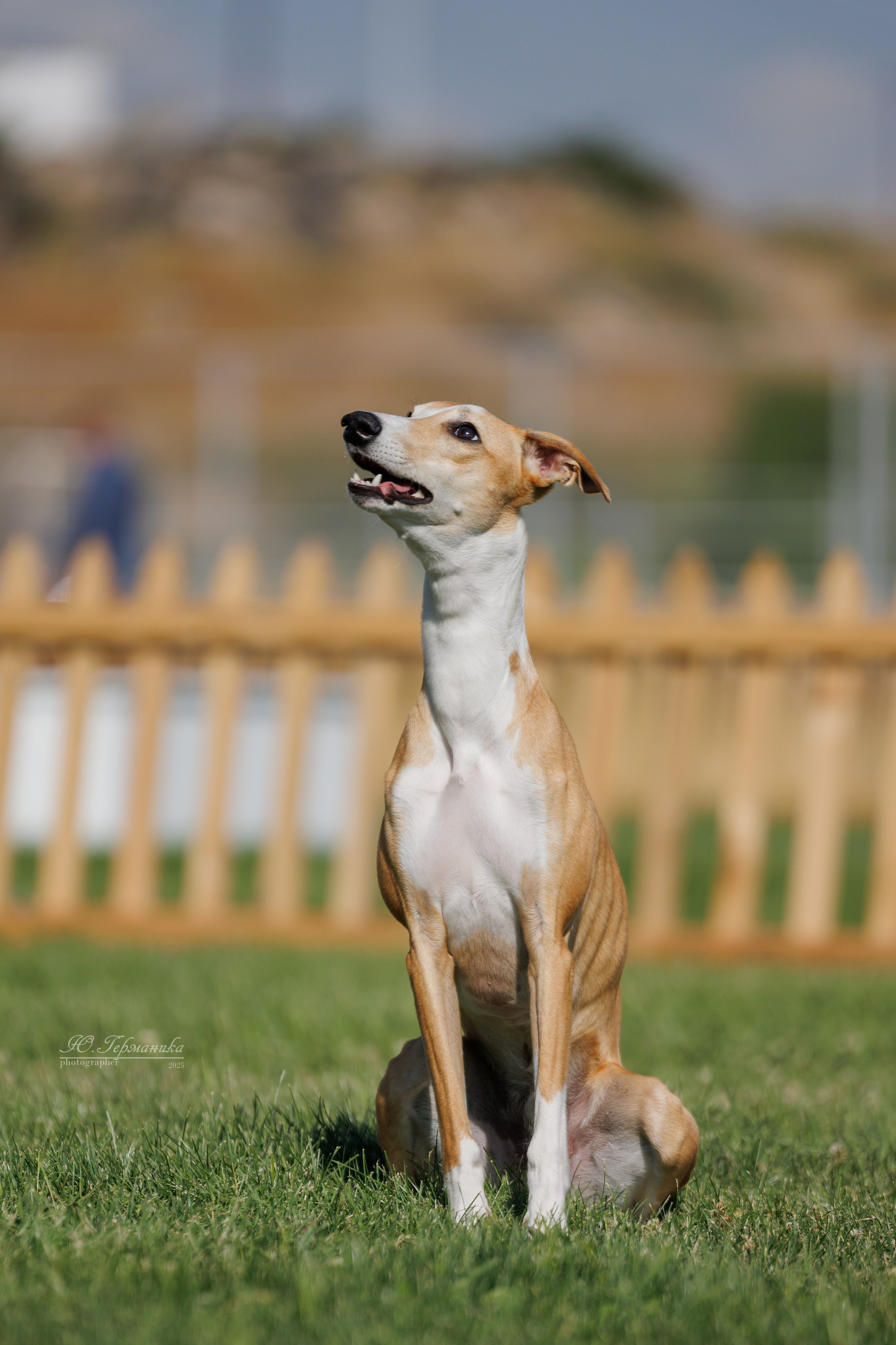 Ереван 3хCACIB 23-25.06.2025. Фотограф-анималист Юлия Германика