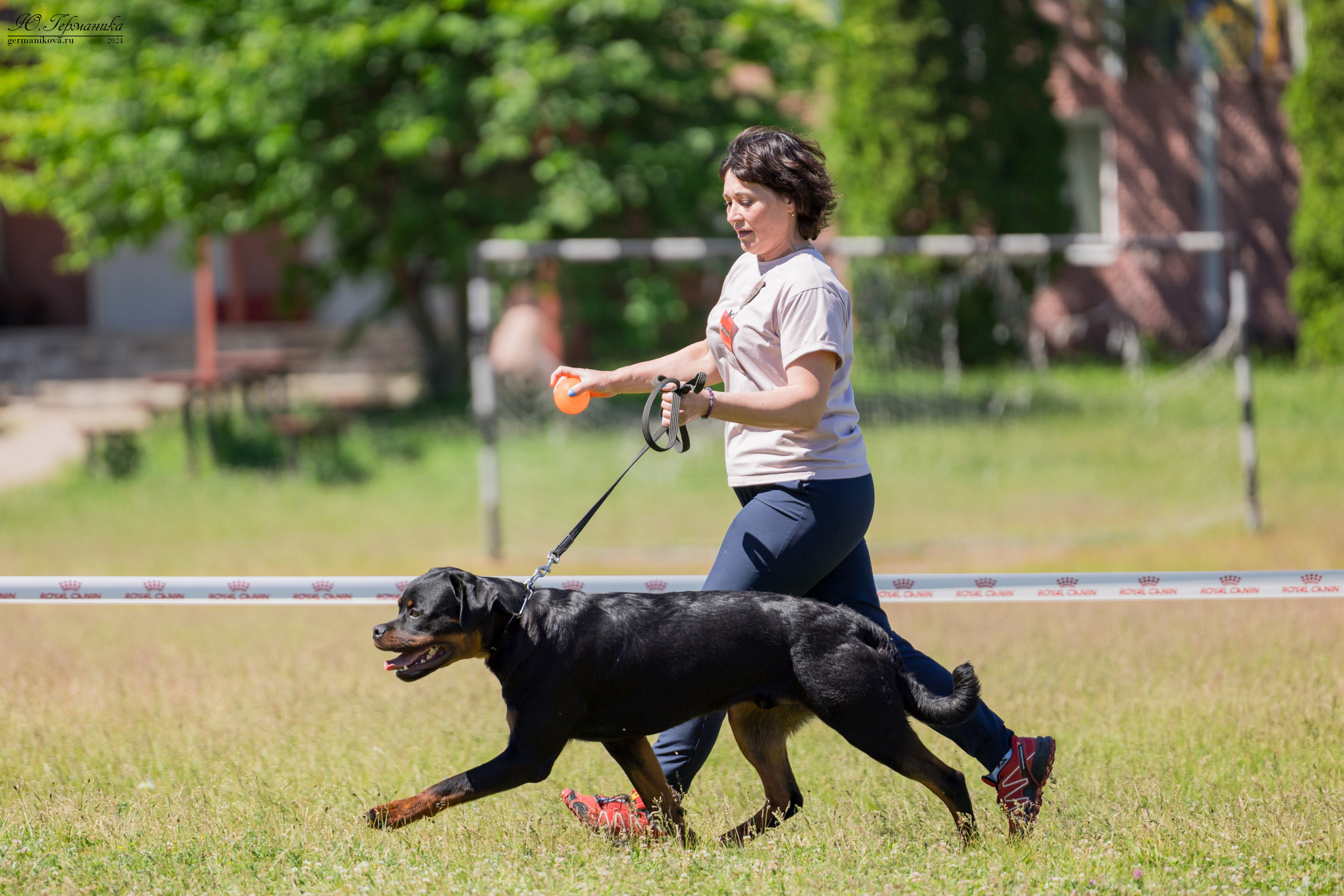 Воронеж моно ротвейлеров 25-26.05.2024. Фотограф-анималист Юлия Германика