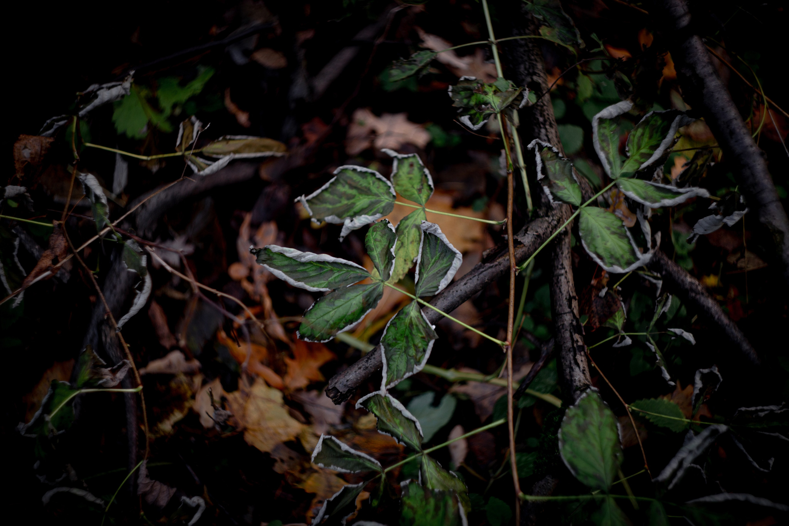 Ноябрь 2023. Efremovaphoto.ru