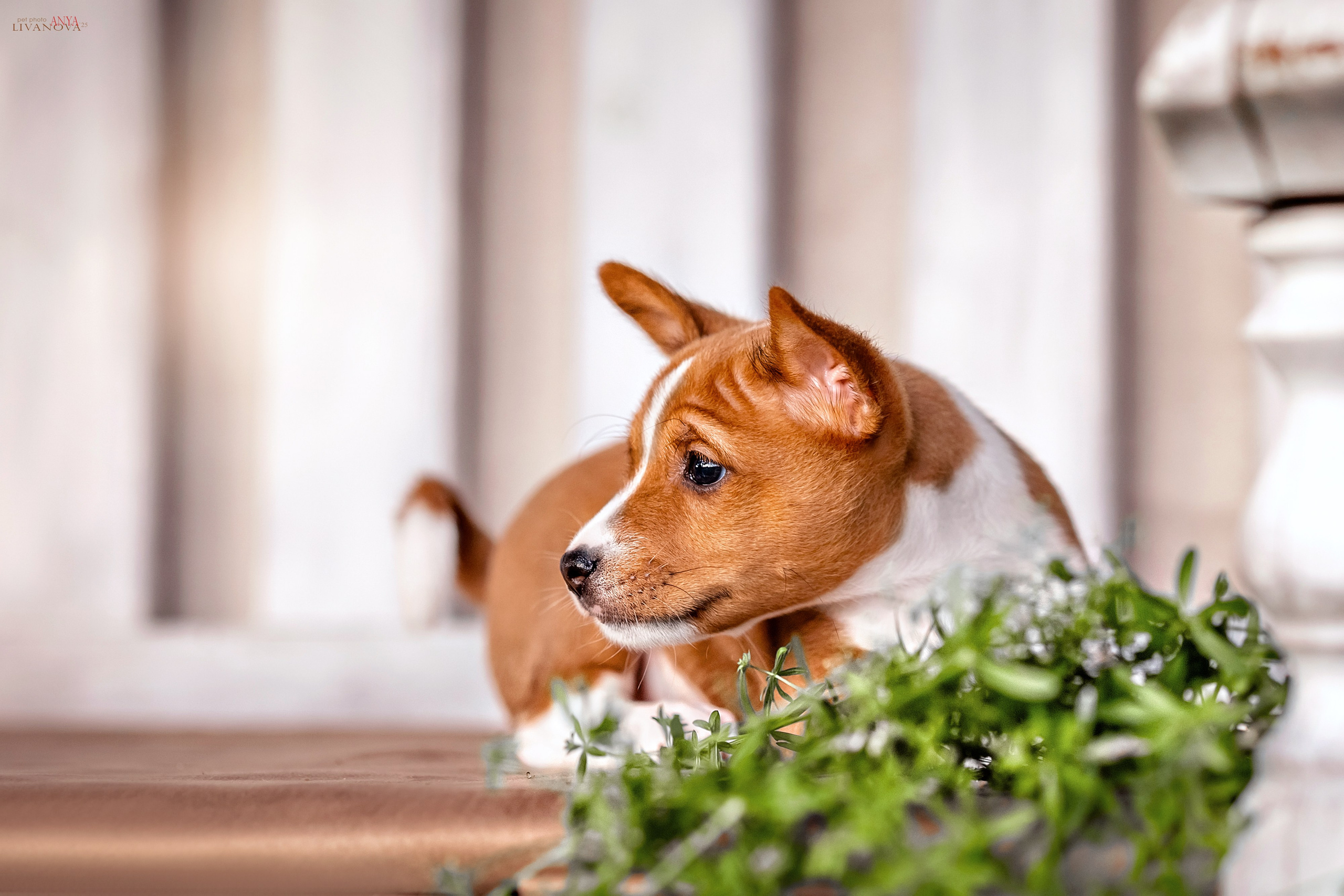 Басенджи. Фотограф анималист Аня Ливанова | Рыбинск