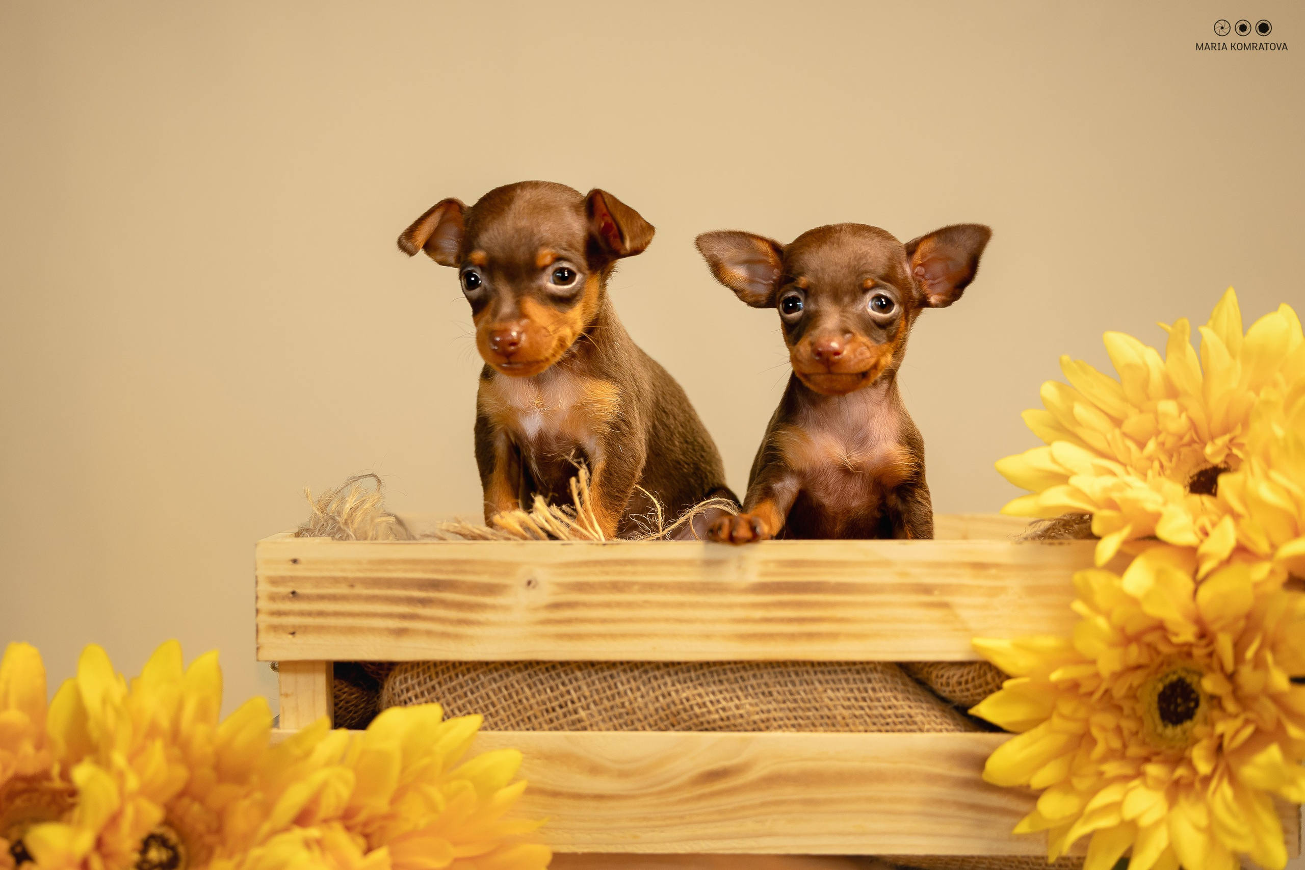 Пражские Крысарики. Фотограф анималист, семейный фотограф, фотограф собак Комратова Мария. г. Москва