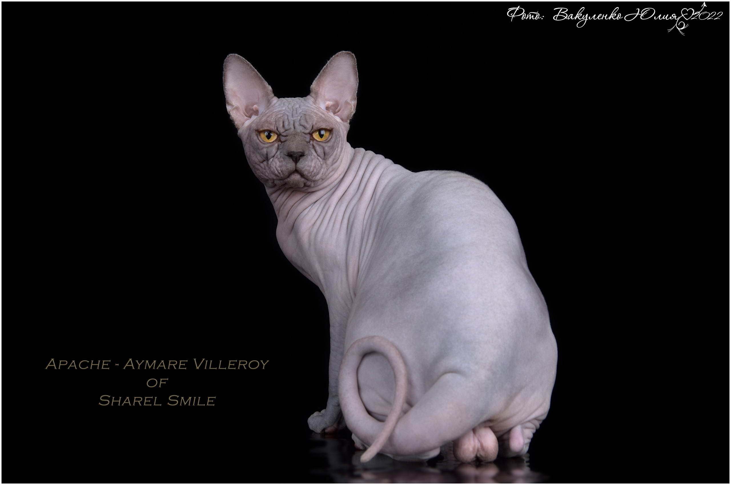 Взрослые. Фотограф анималист | семейный Юлия Вакуленко, г. Краснодар