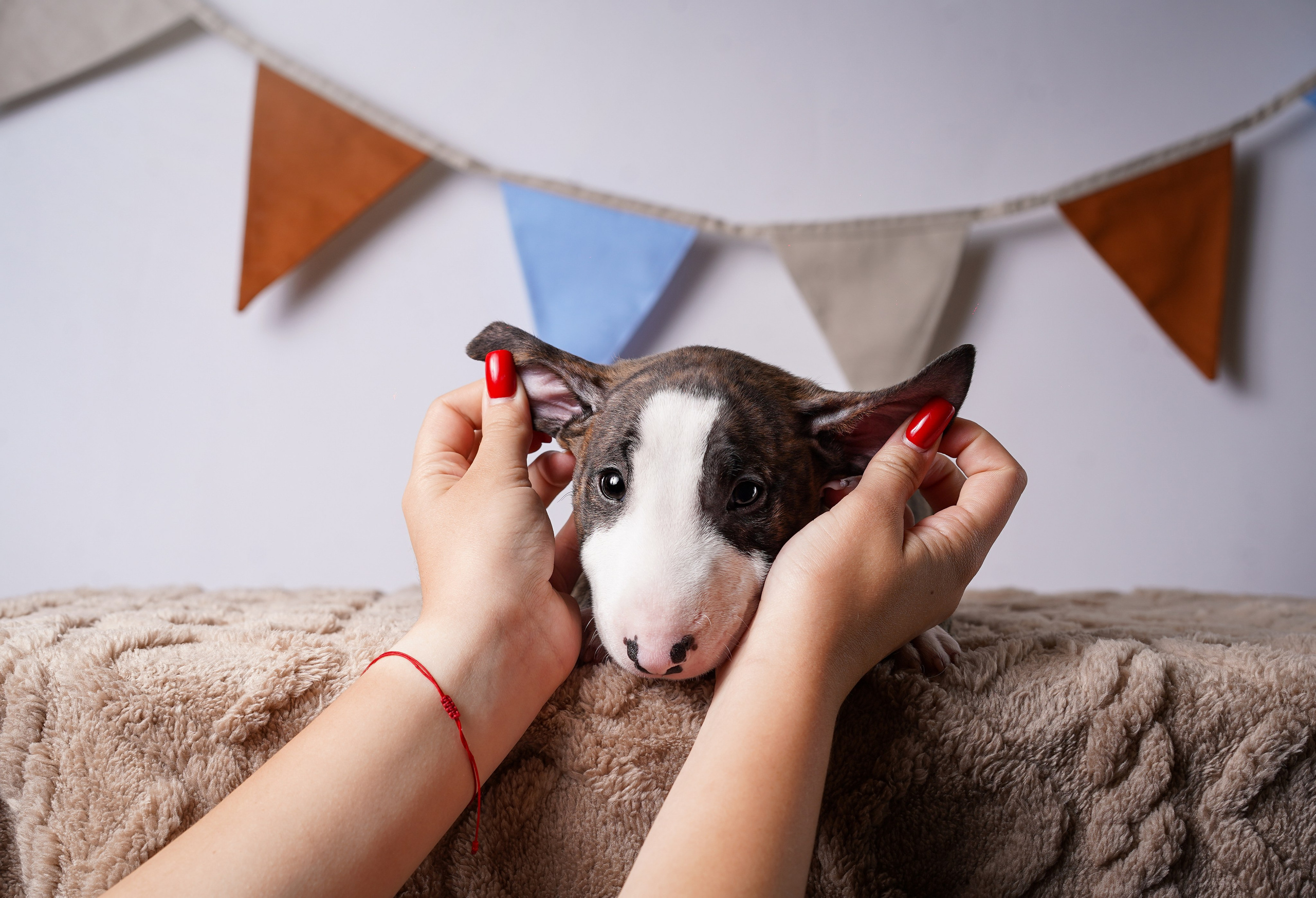 Щенки минибультерьера. Фотограф-анималист в Санкт-Петербурге Яна Мартынова