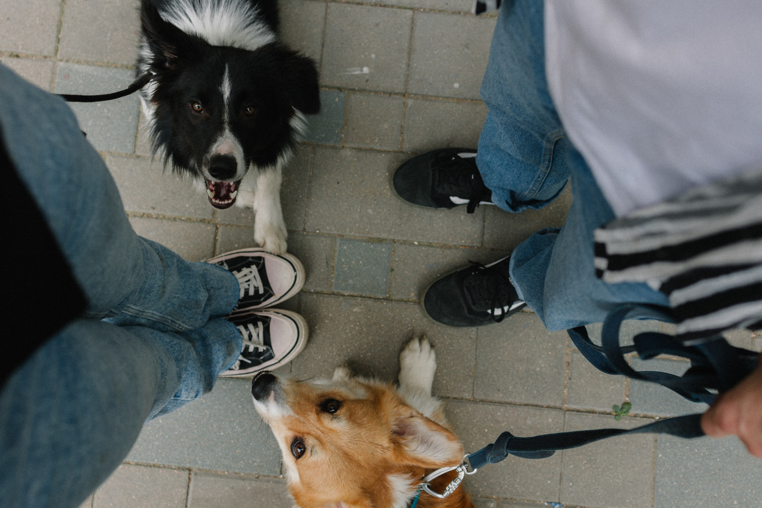 Брюс, Вейв и их ро. Фотораф — анималист Мария Шистка