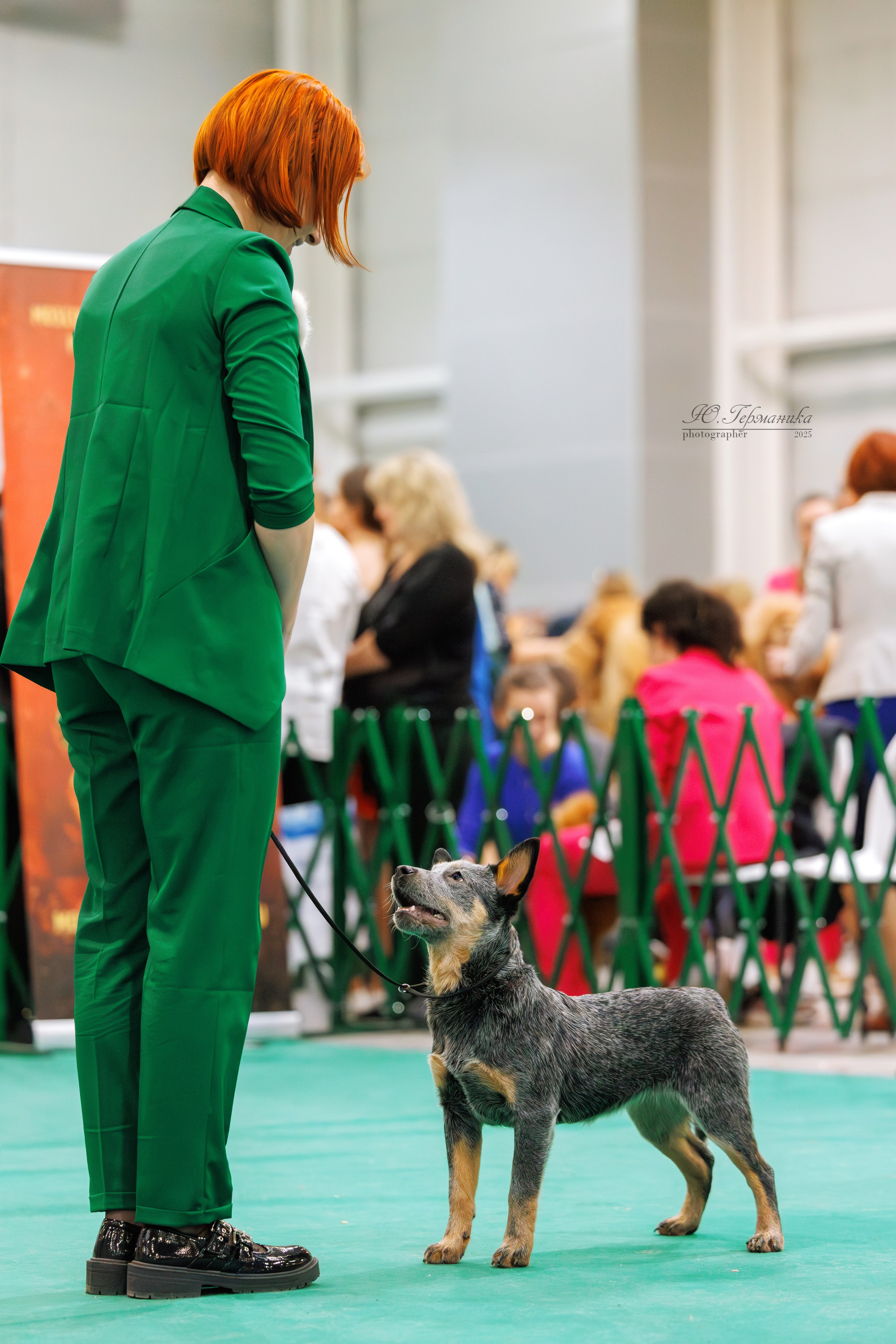 Гран-При 8.02.2025 и Крокус 09.02.2025. Фотограф-анималист Юлия Германика