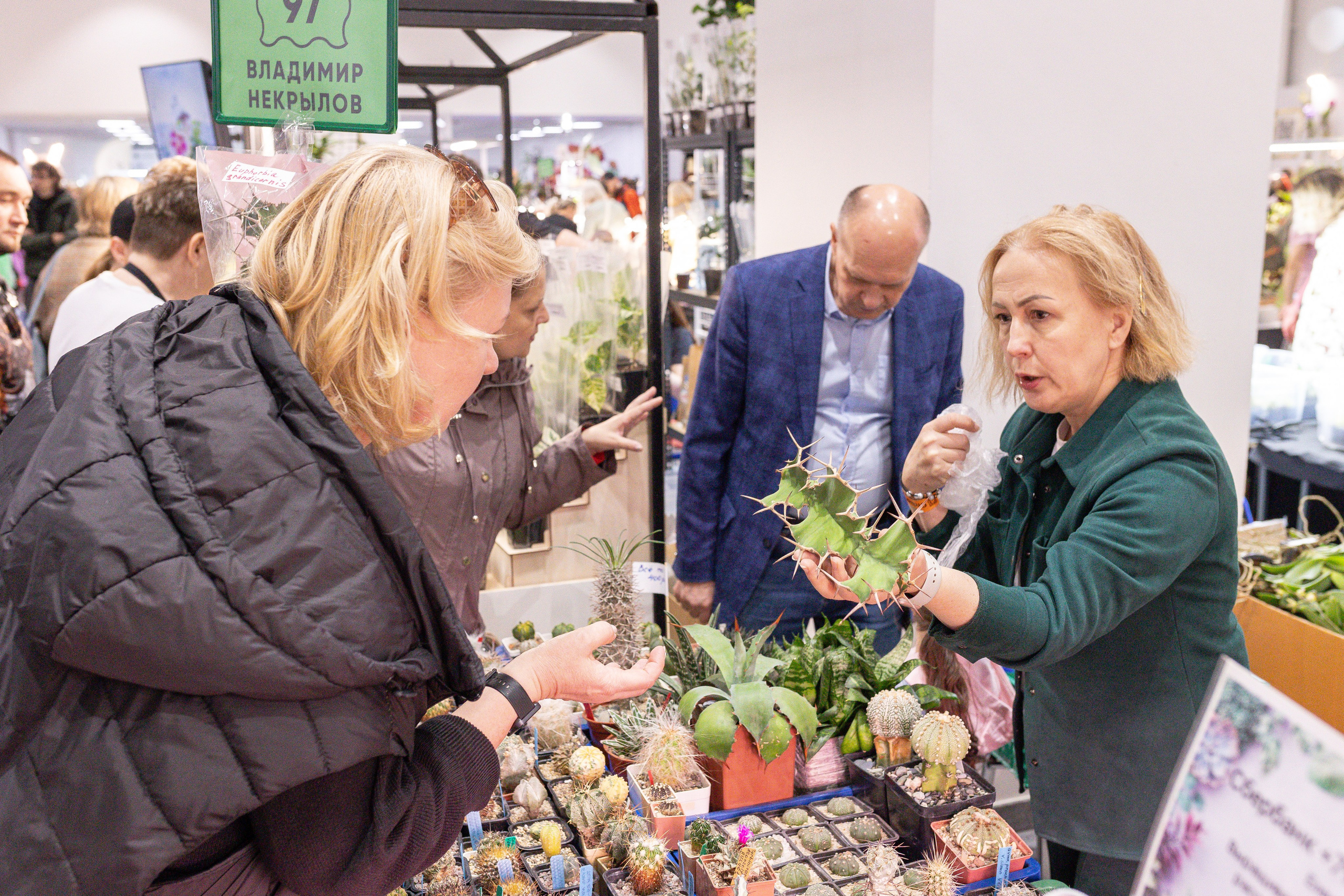 Орхидиум май 2025. Александра Куликова фотограф, Москва