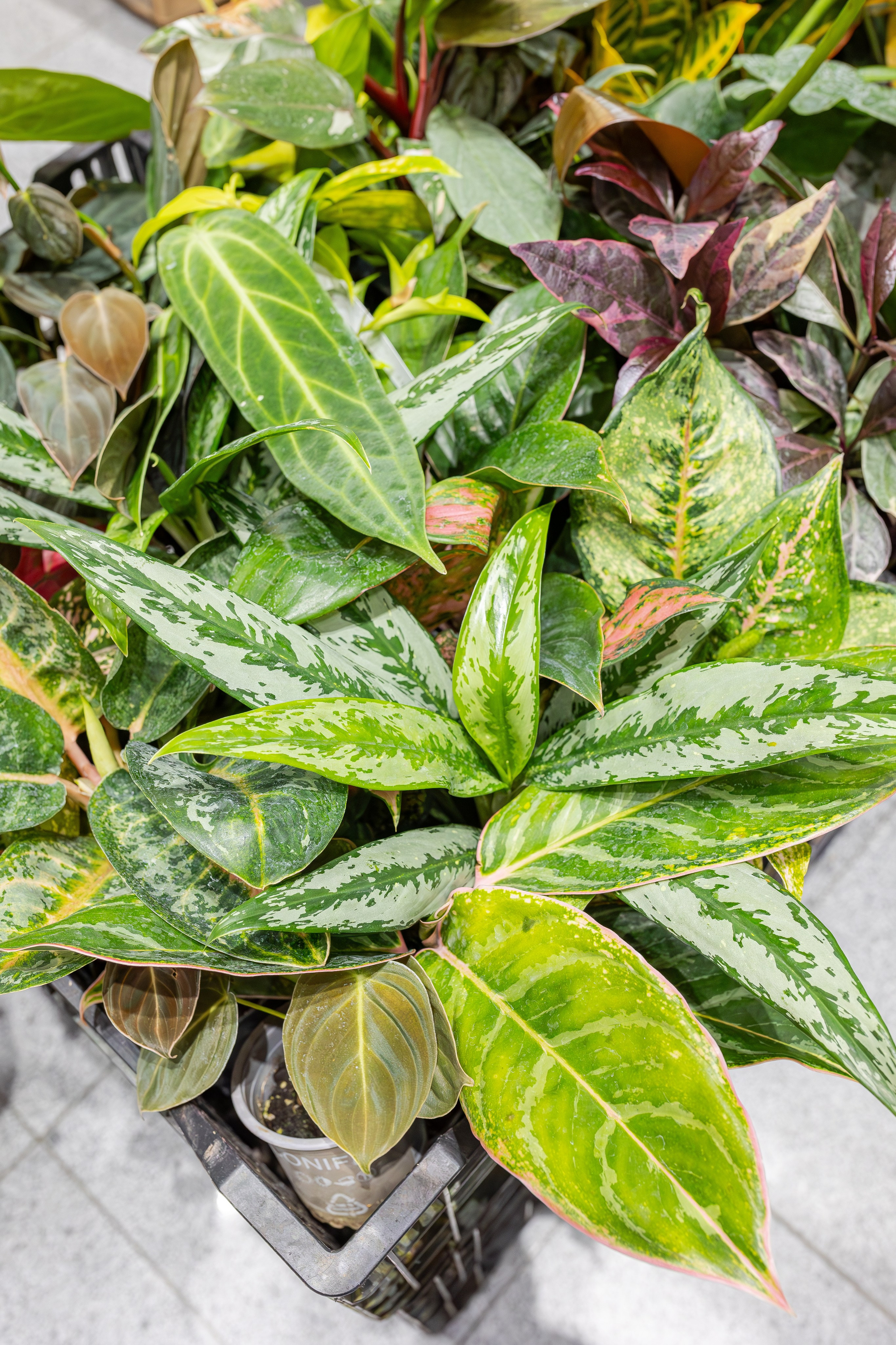 Монстериум апрель 2026. Александра Куликова фотограф, Москва