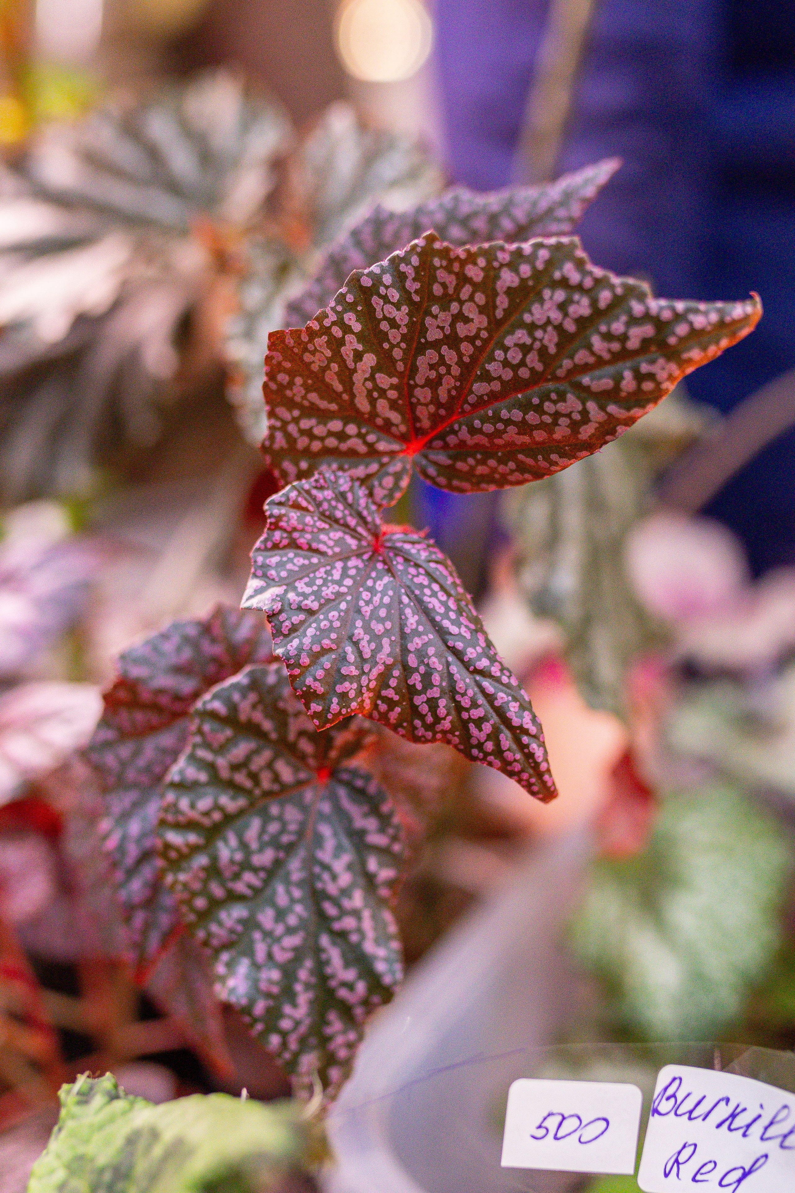 Монстериум 11–12 октября. Александра Куликова фотограф, Москва