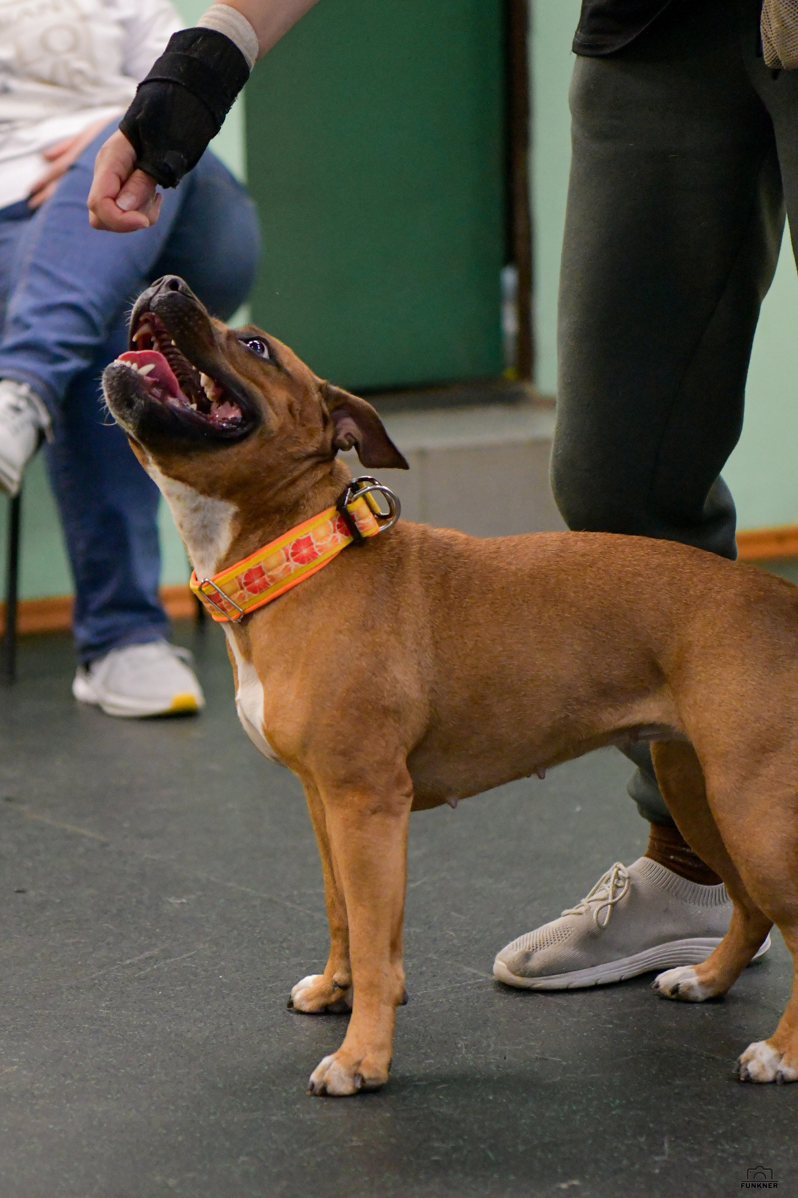 Кинологический клуб «Бодрый хвост». Свой взгляд через объектив