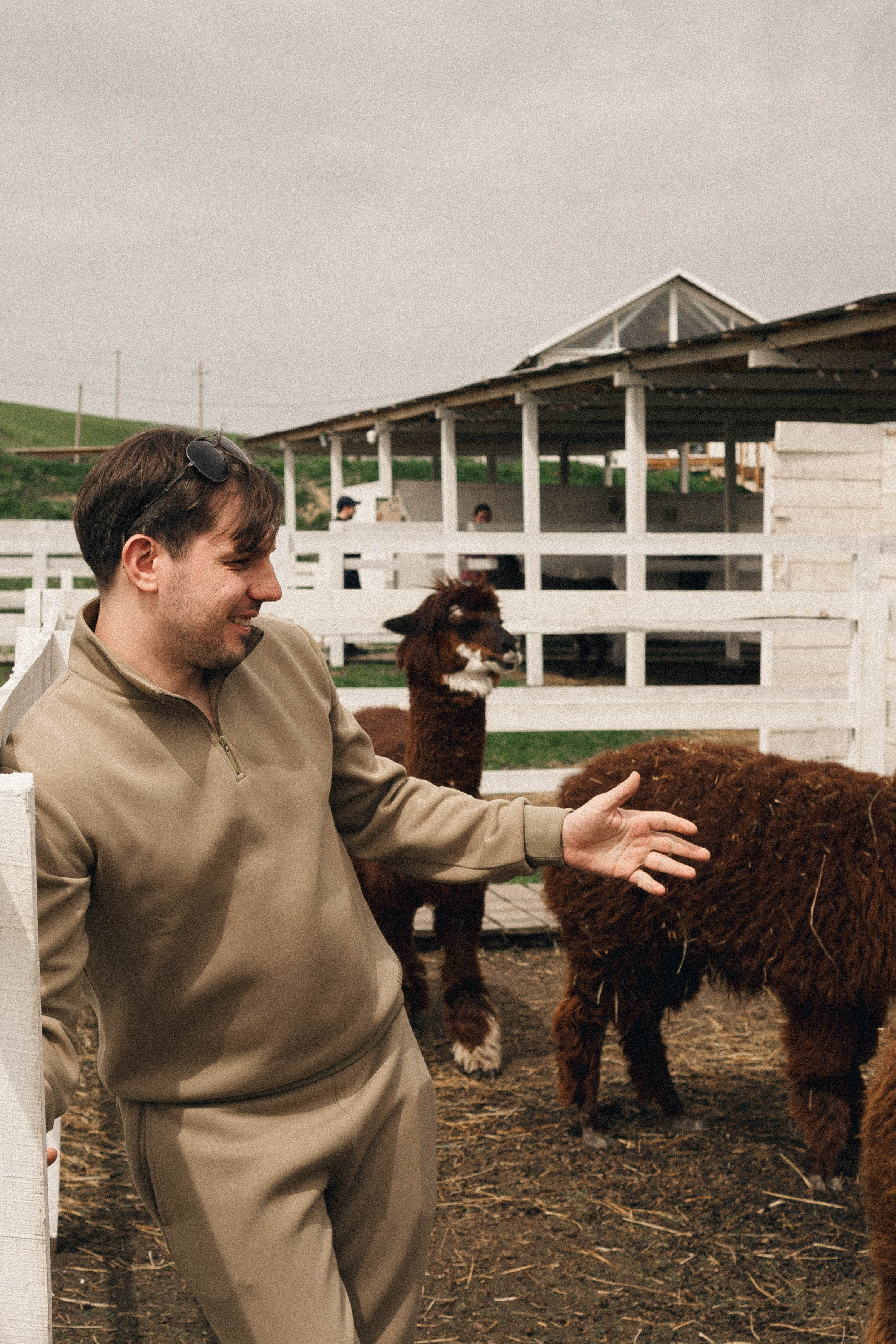 Ферма Альпак. Профессиональный фотограф, Санкт-Петербург — Виктория Богомолова