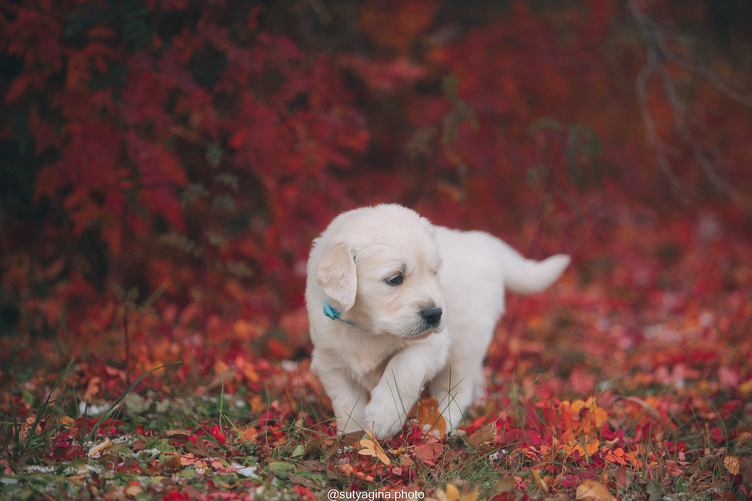 Голубой ошейник. Свадебный и женский фотограф