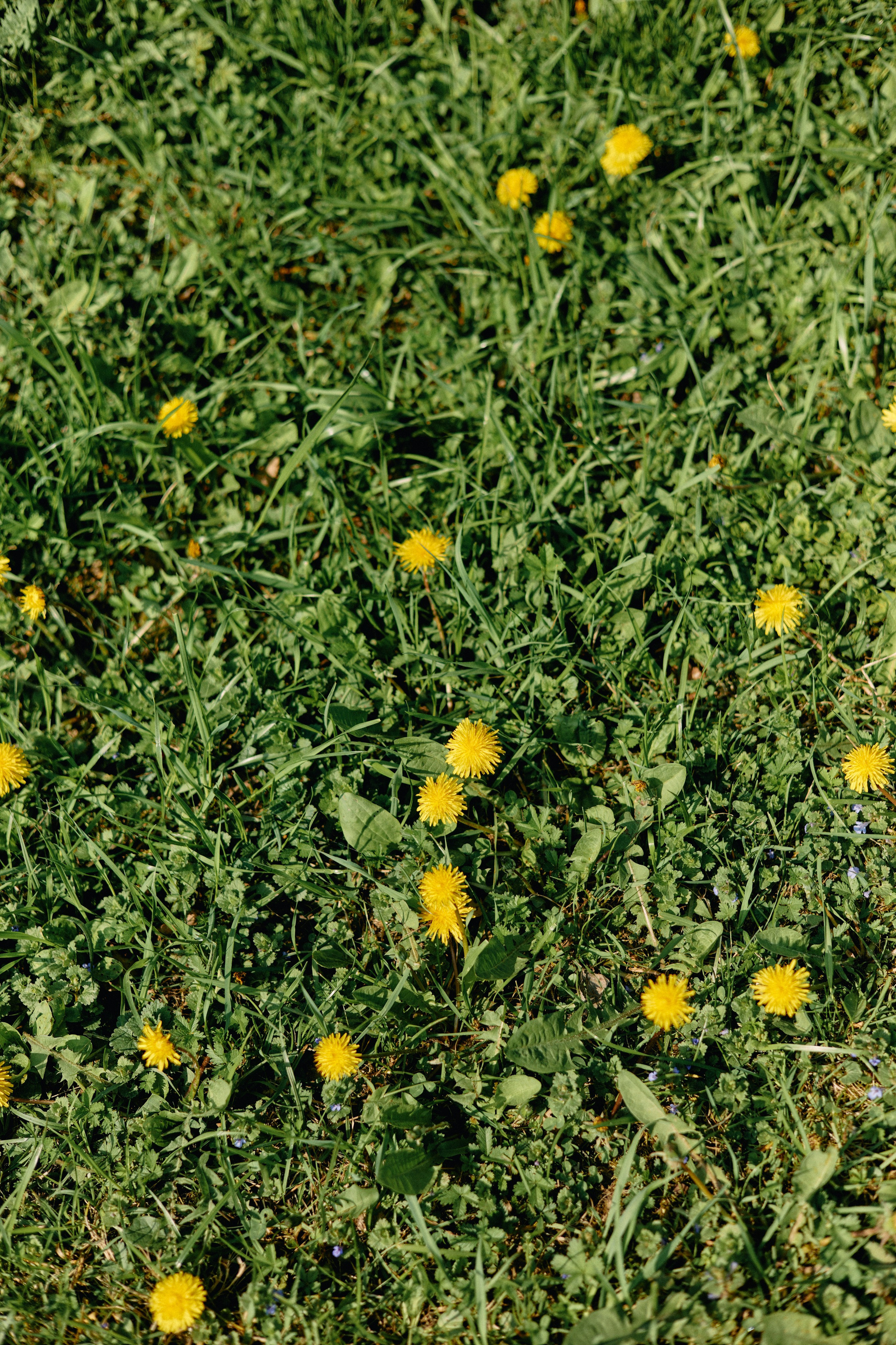 Бутик-отель Поле летом. Профессиональный Фотограф во Владимире, в Москве и в Суздале — Полина Романычева