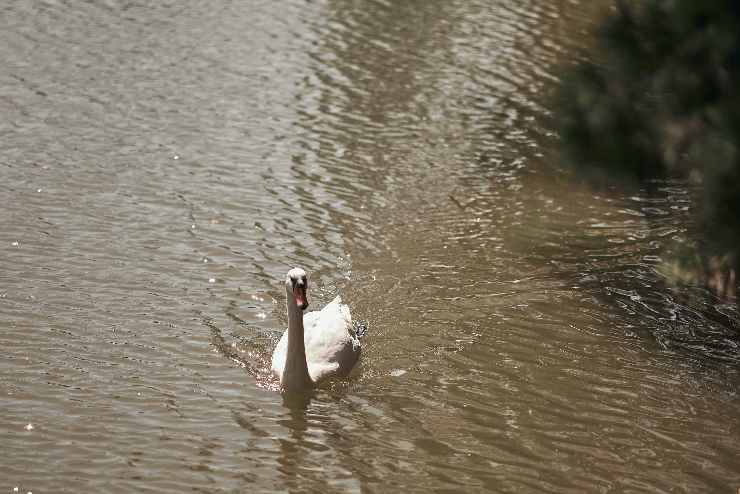 Светлана и Денис