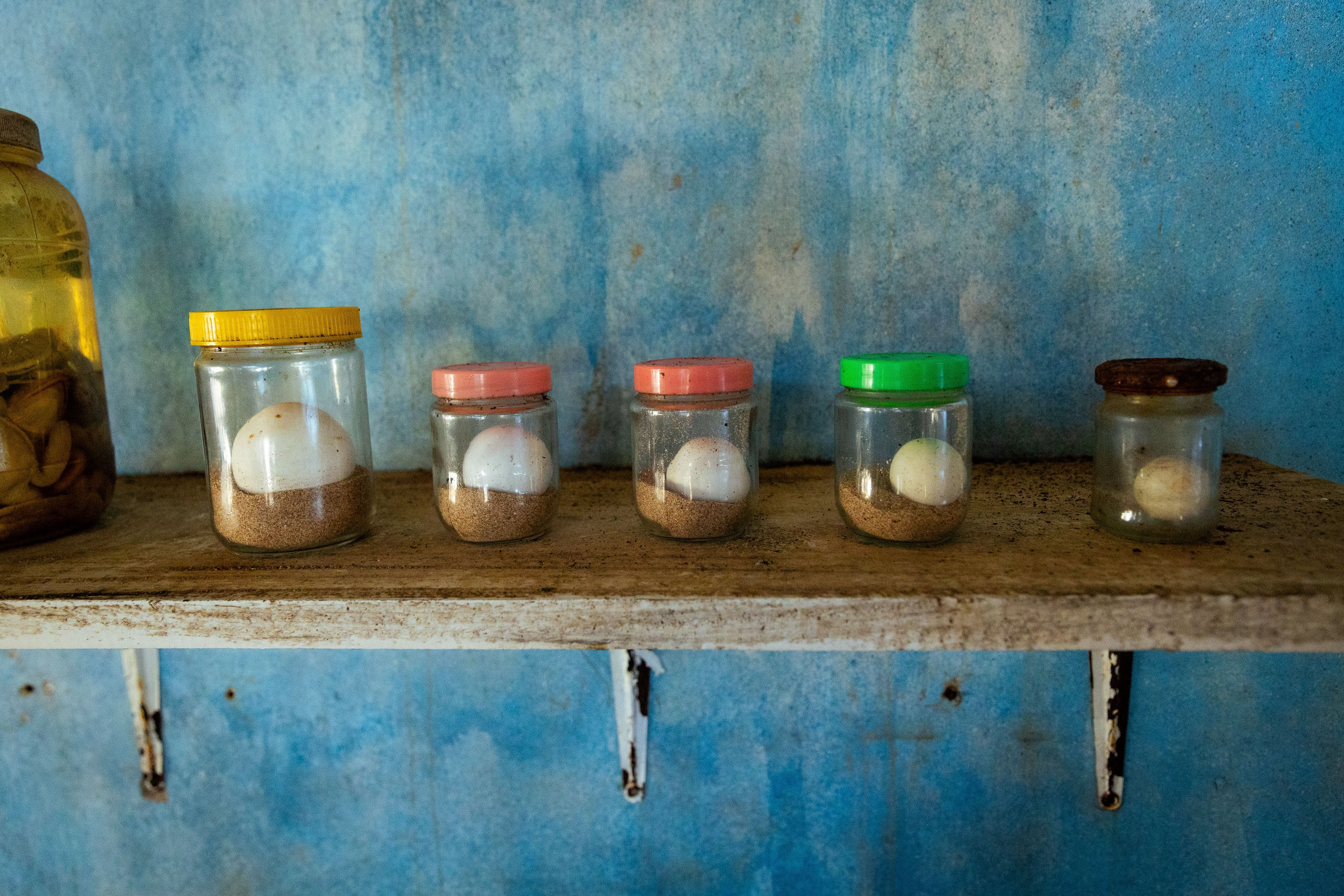 Шри-Ланка (весна 2024). Фотограф Виноградов Константин