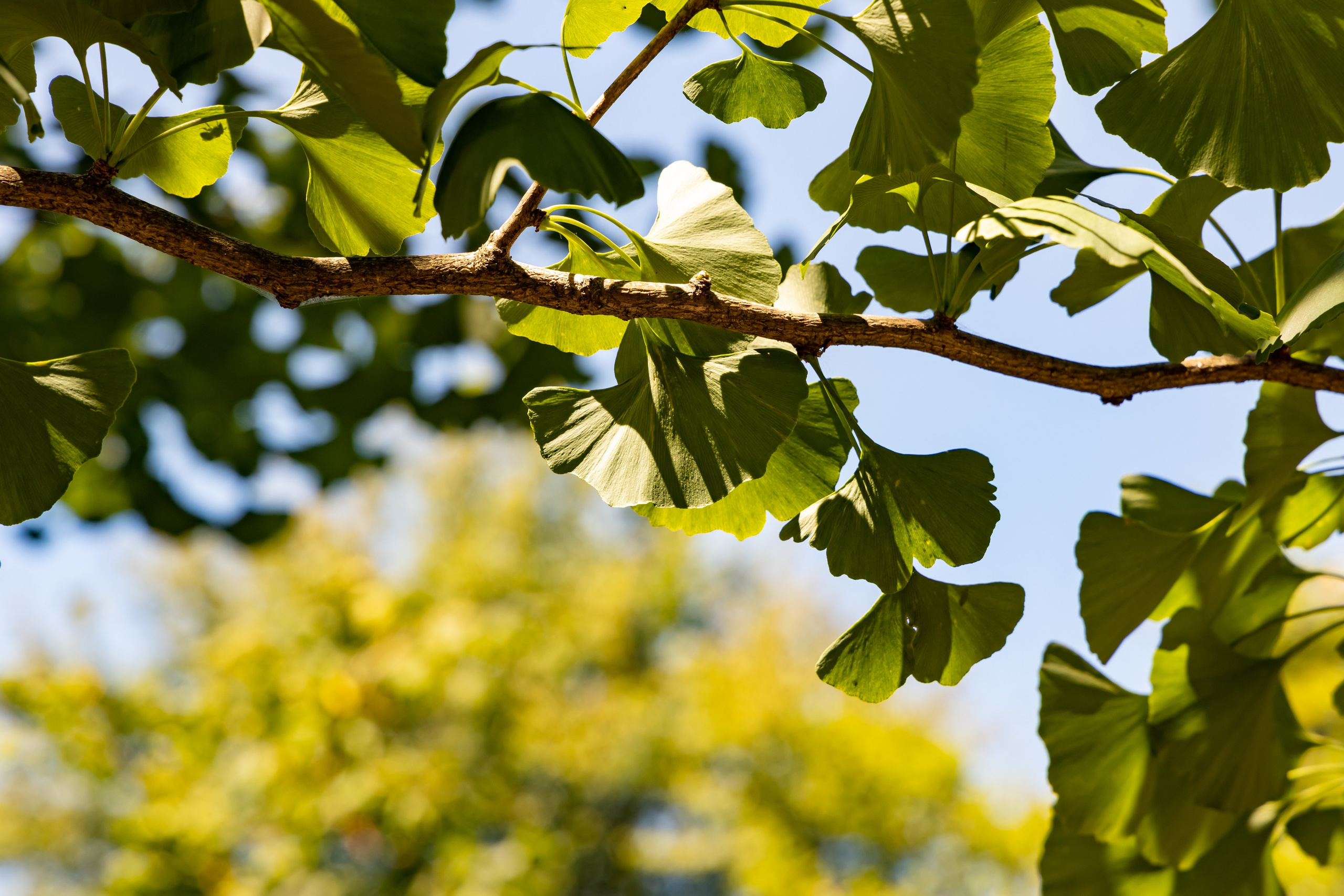 Сочи. Солох Аул. Репортажный, семейный и студийный фотограф в Москве Демин Алексей