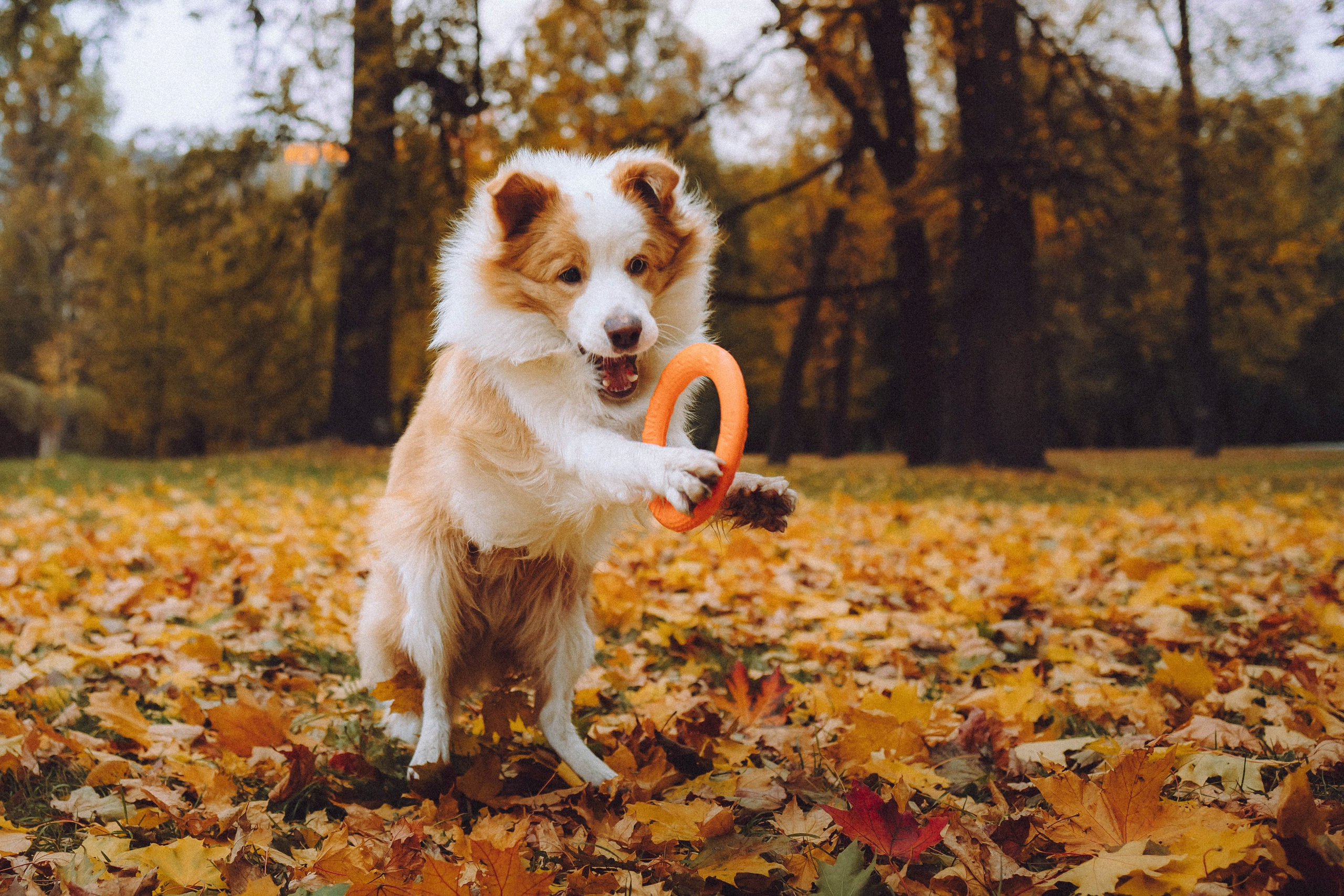 Алина, Витя и Асти