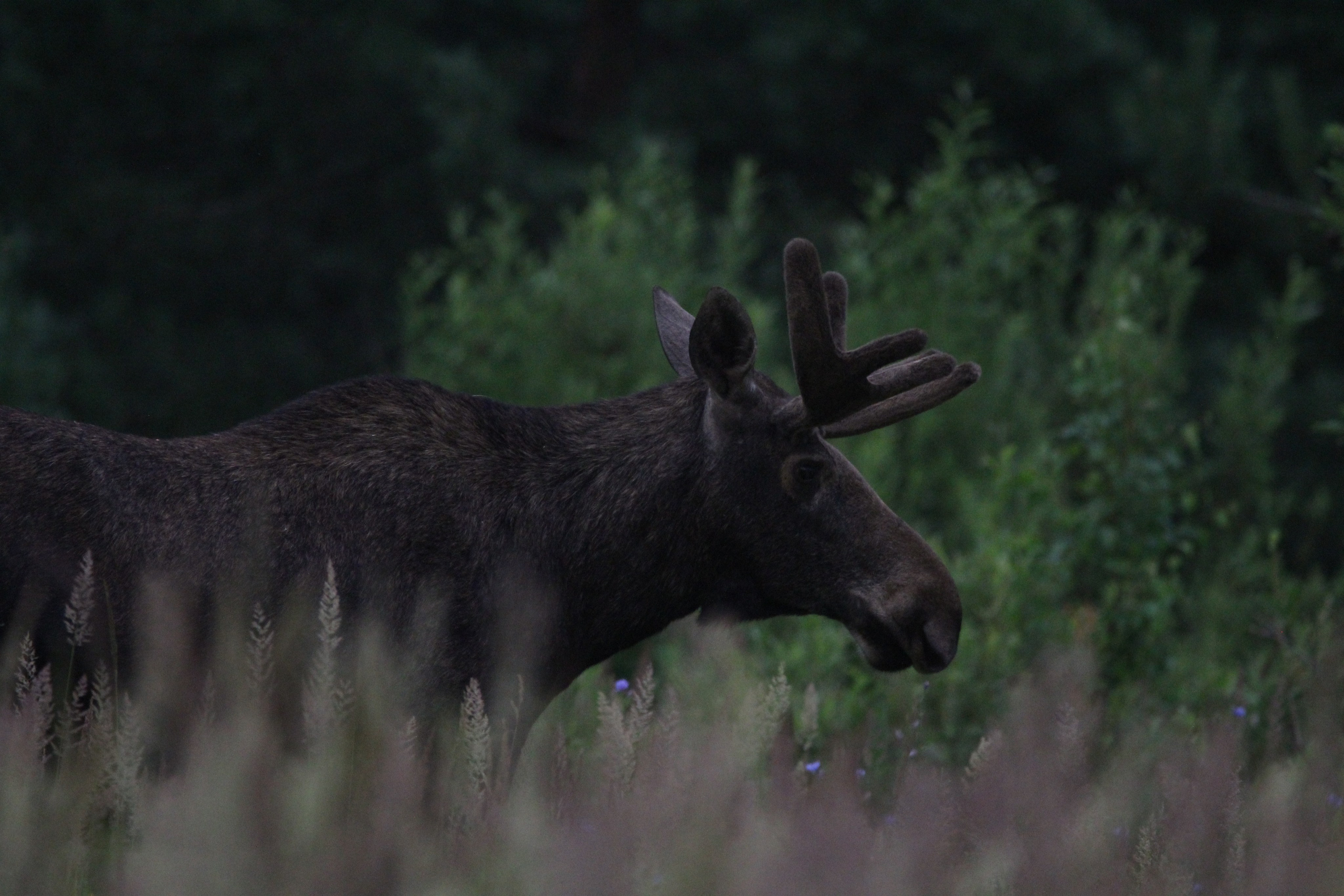 GREEN UDMURTIA. Фотографии дикой природы